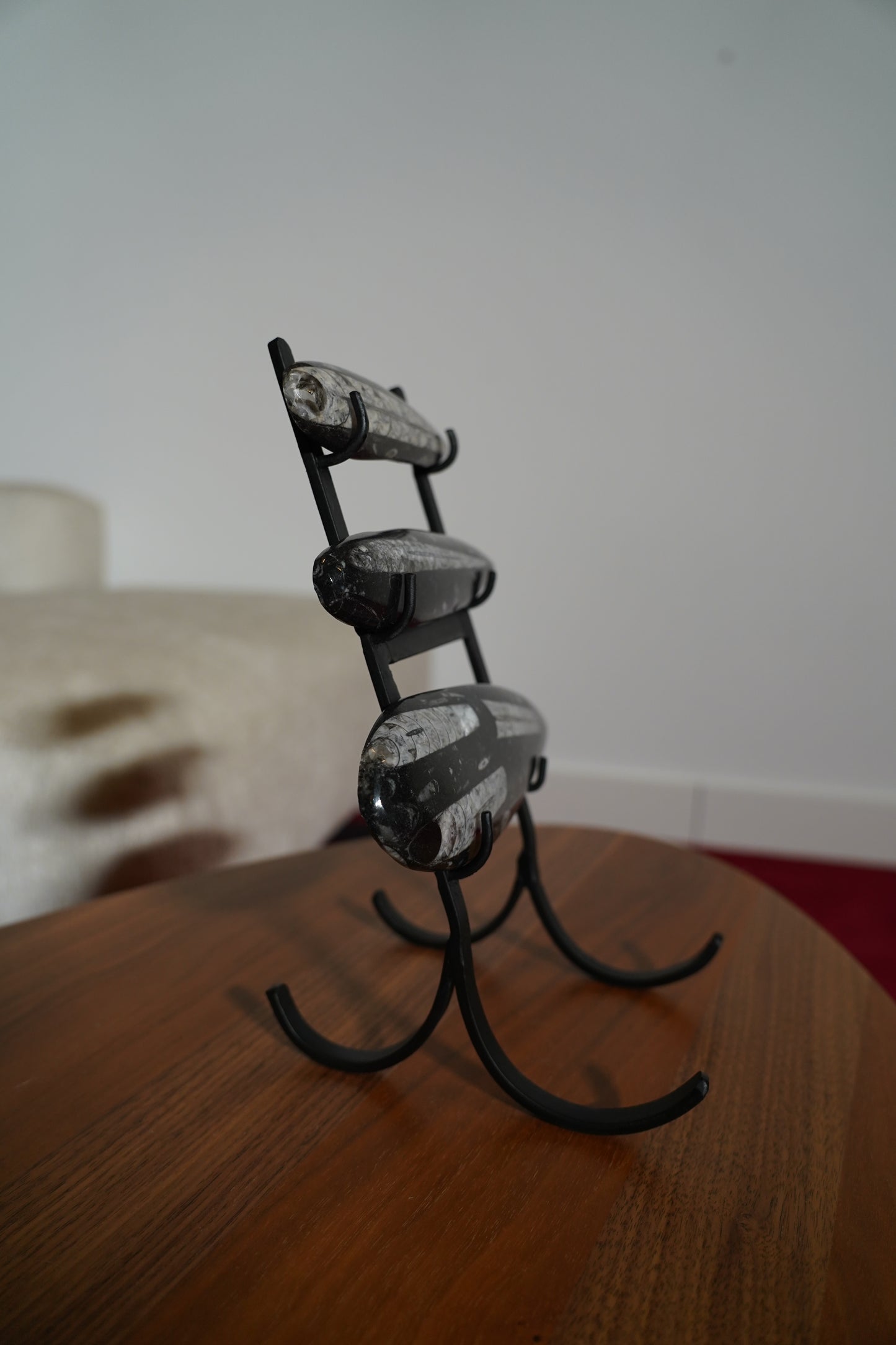 Orthoceras Op Standaard