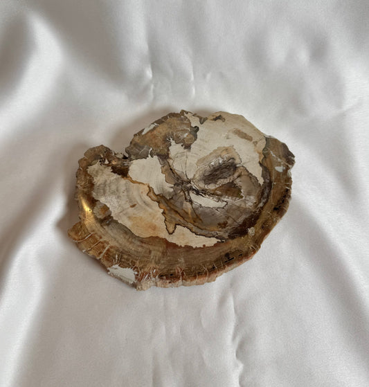 Versteend Hout Nr. 417