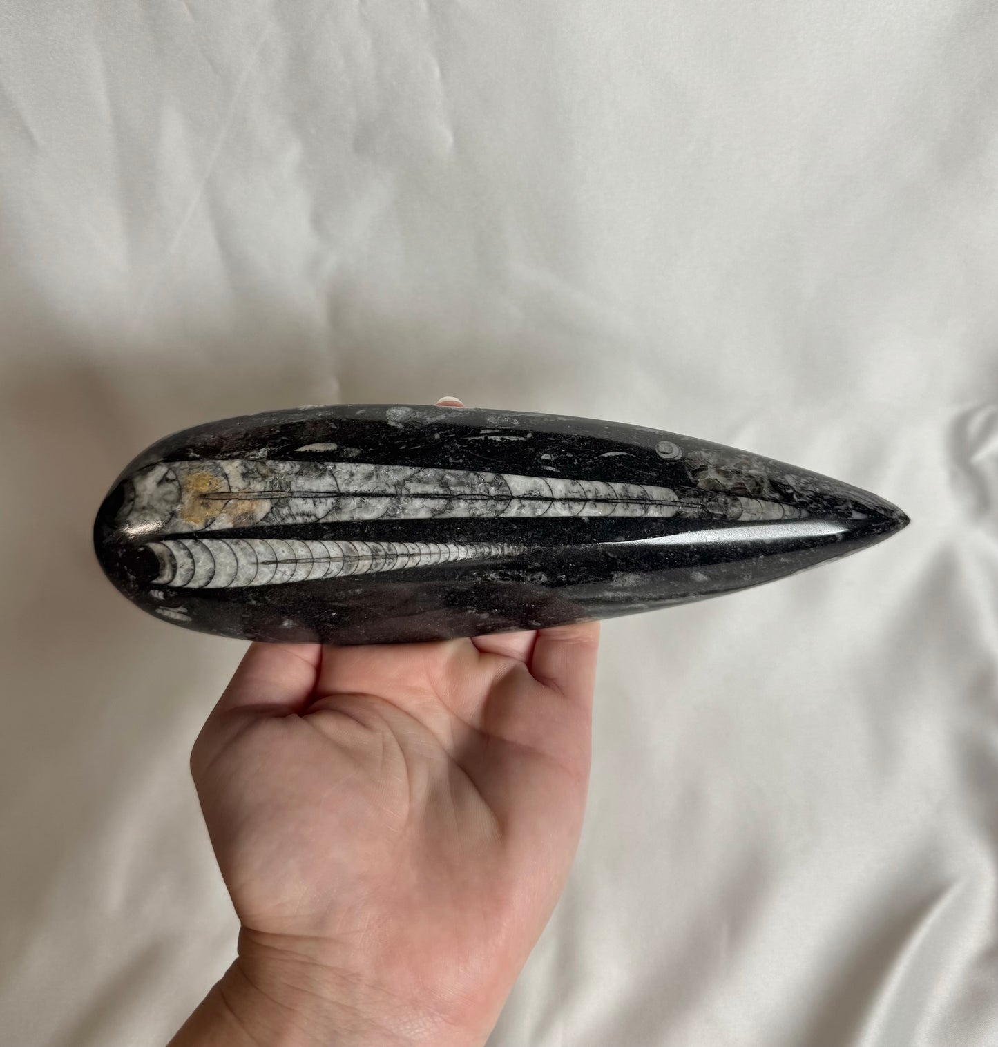 Orthoceras Fossiel Nr. 448