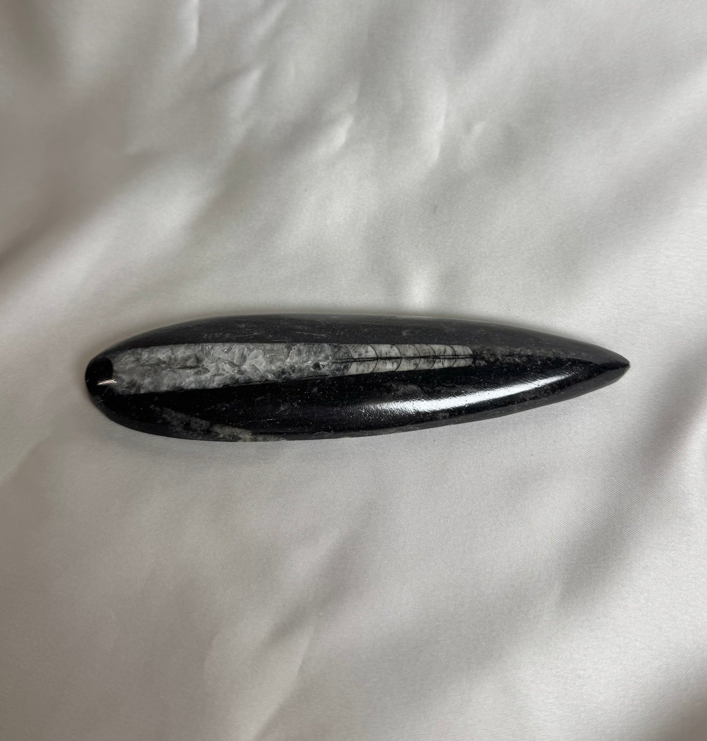 Orthoceras Fossiel Nr. 451