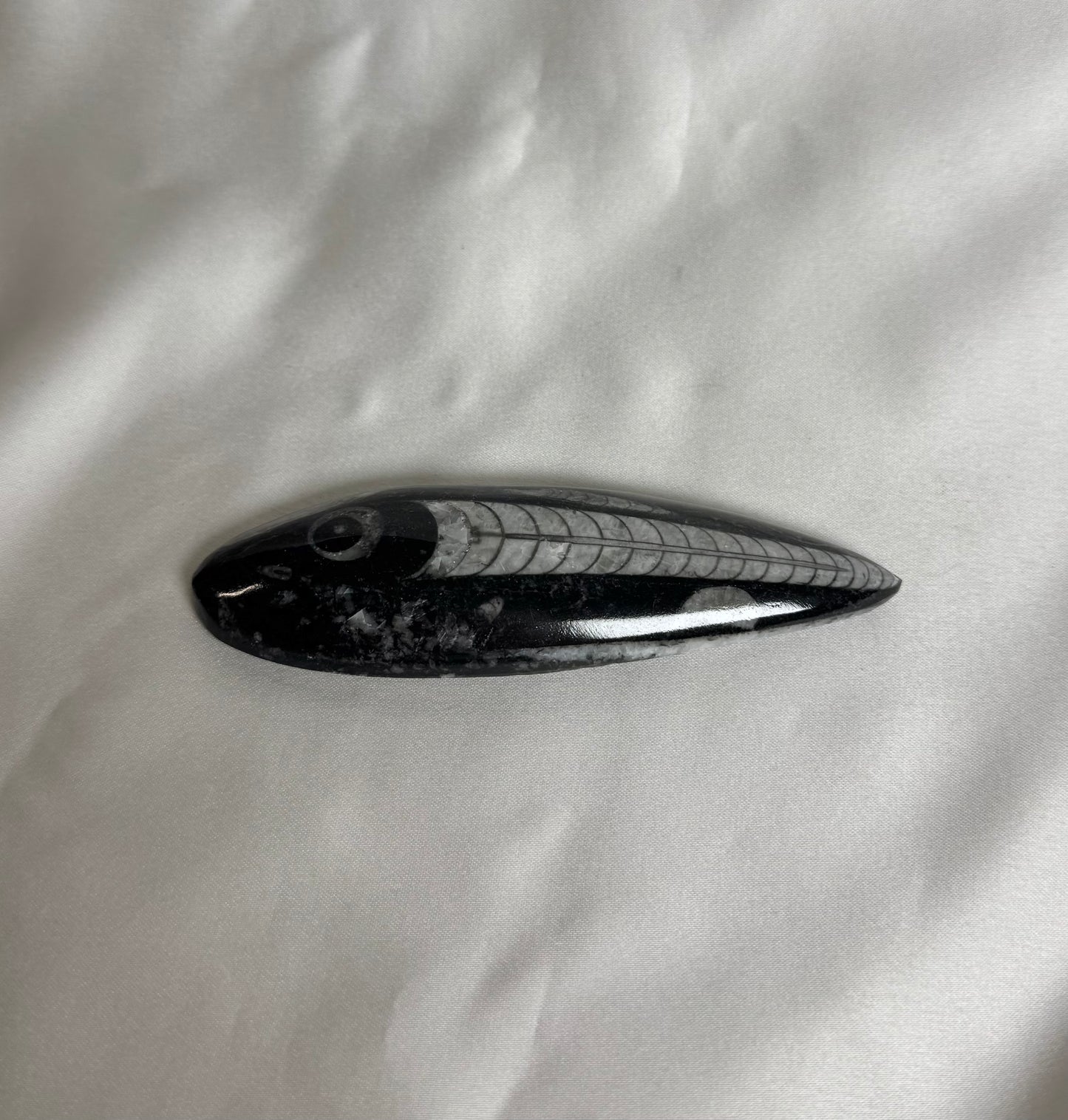 Orthoceras Fossiel Nr. 454