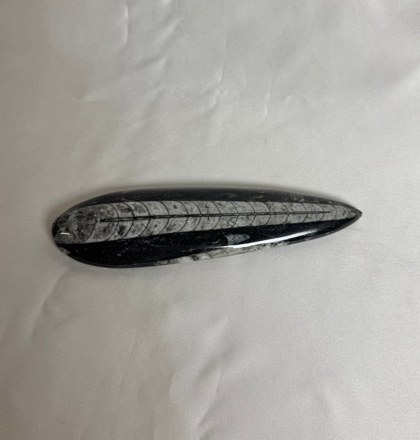 Orthoceras Fossiel Nr. 460