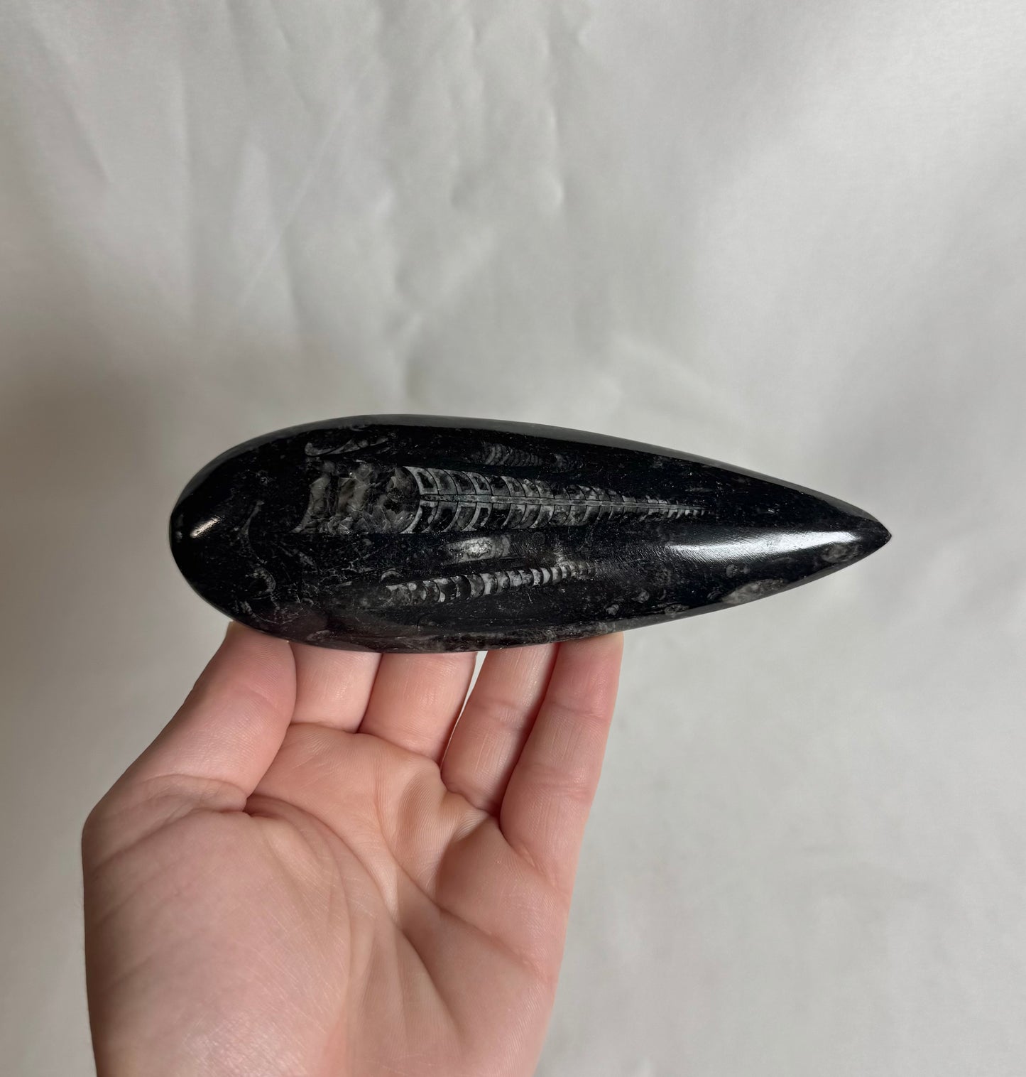 Orthoceras Fossiel Nr. 461
