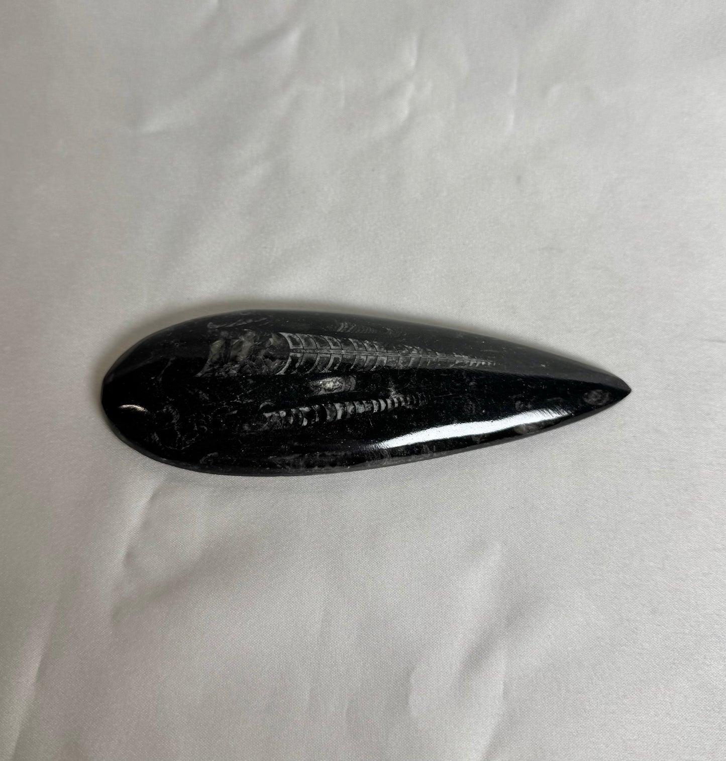 Orthoceras Fossiel Nr. 461