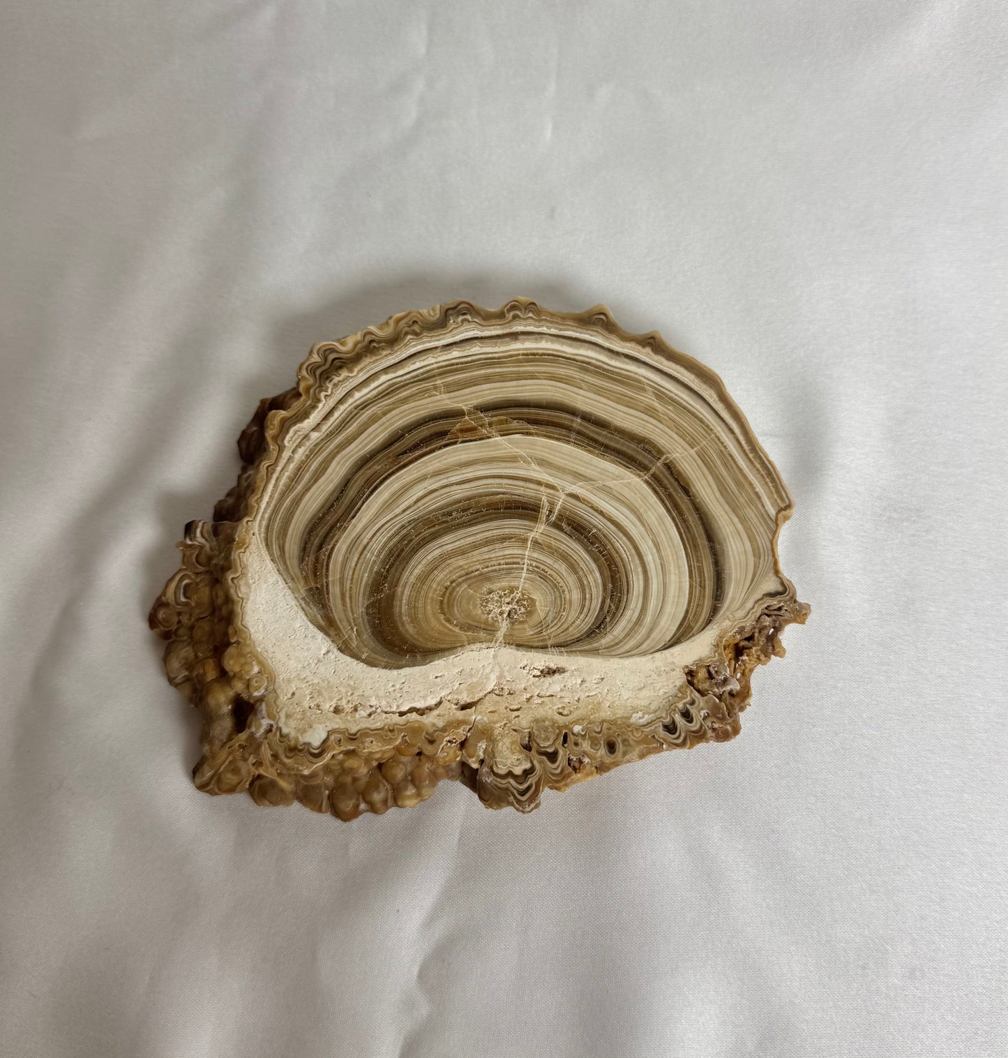 Cave Calciet Nr. 466
