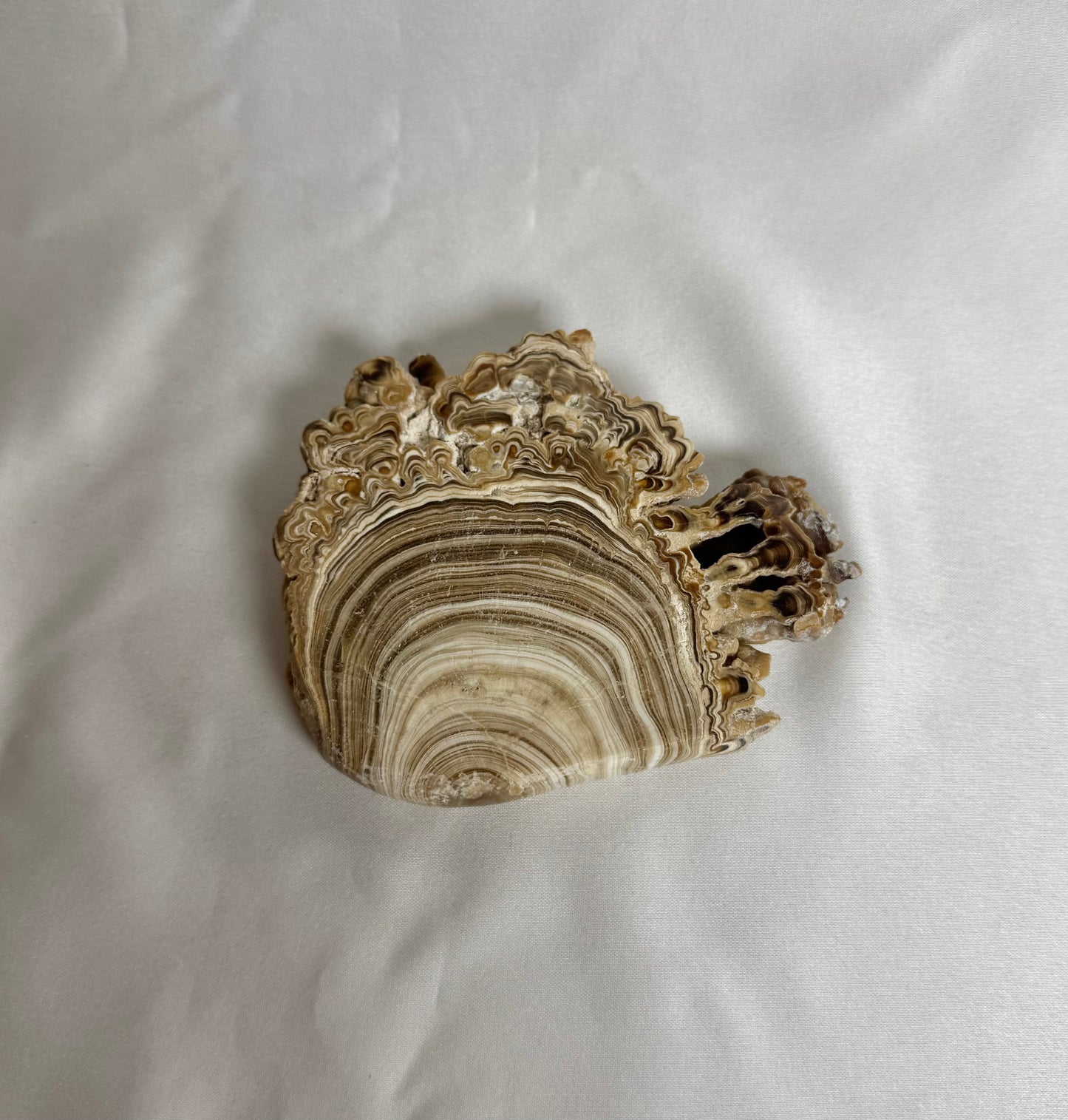 Cave Calciet Nr. 470