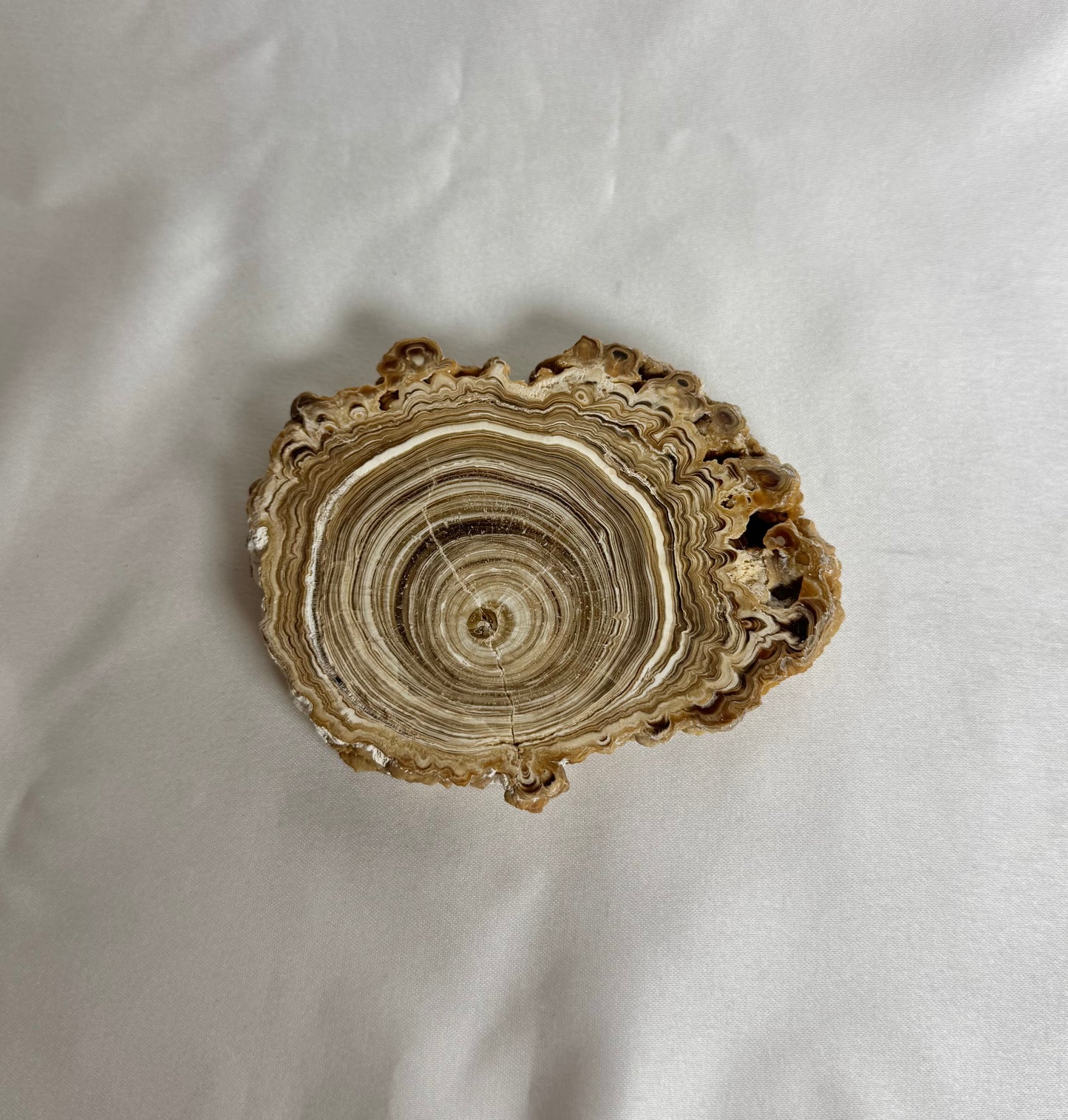 Cave Calciet Nr. 473