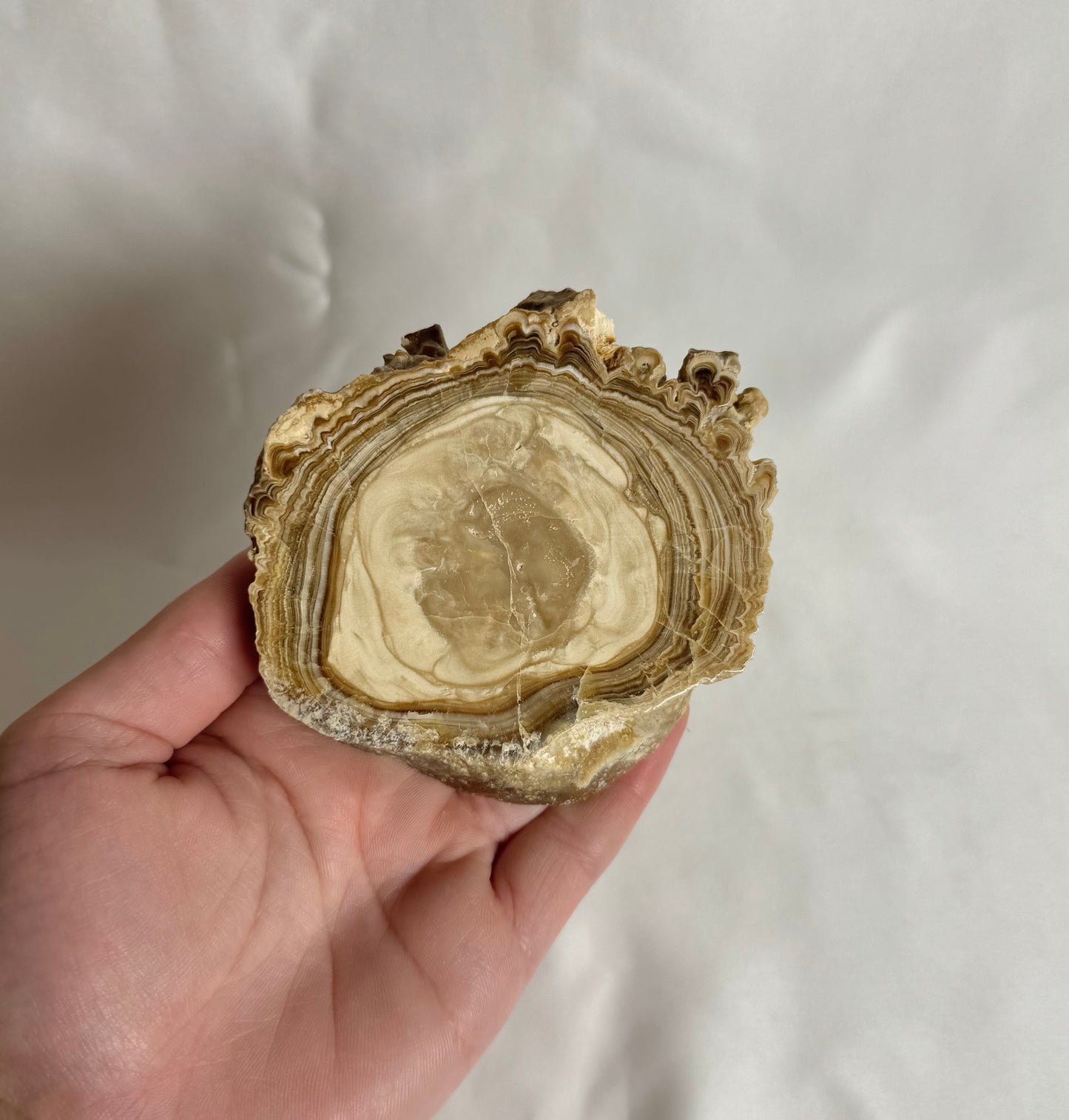 Cave Calciet Nr. 475