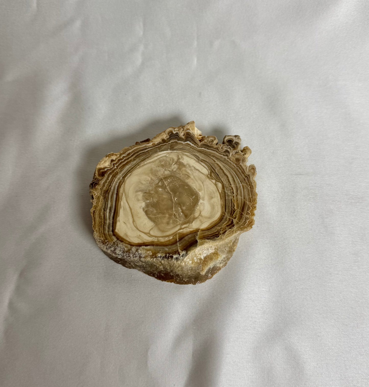 Cave Calciet Nr. 475