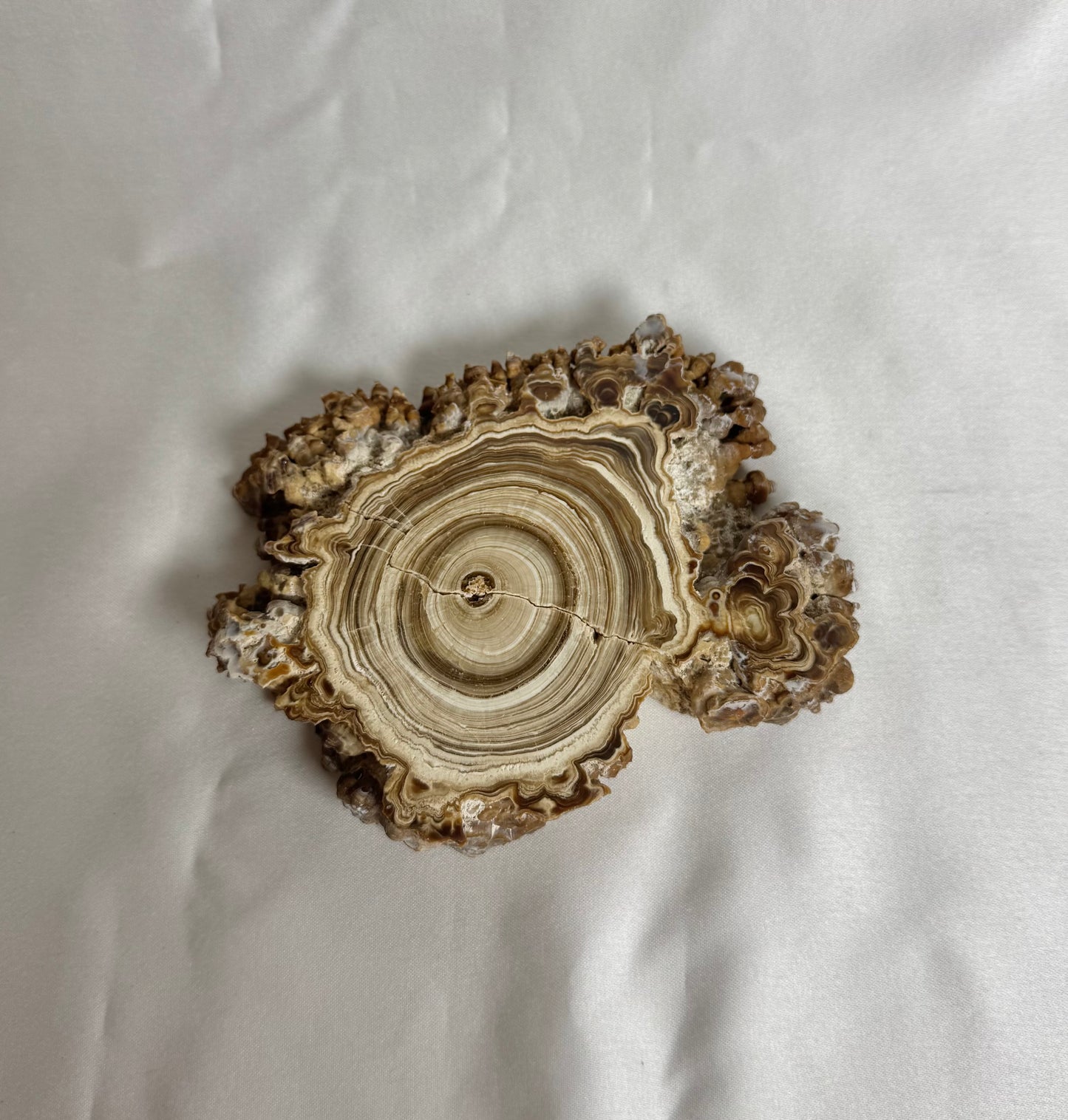 Cave Calciet Nr. 477