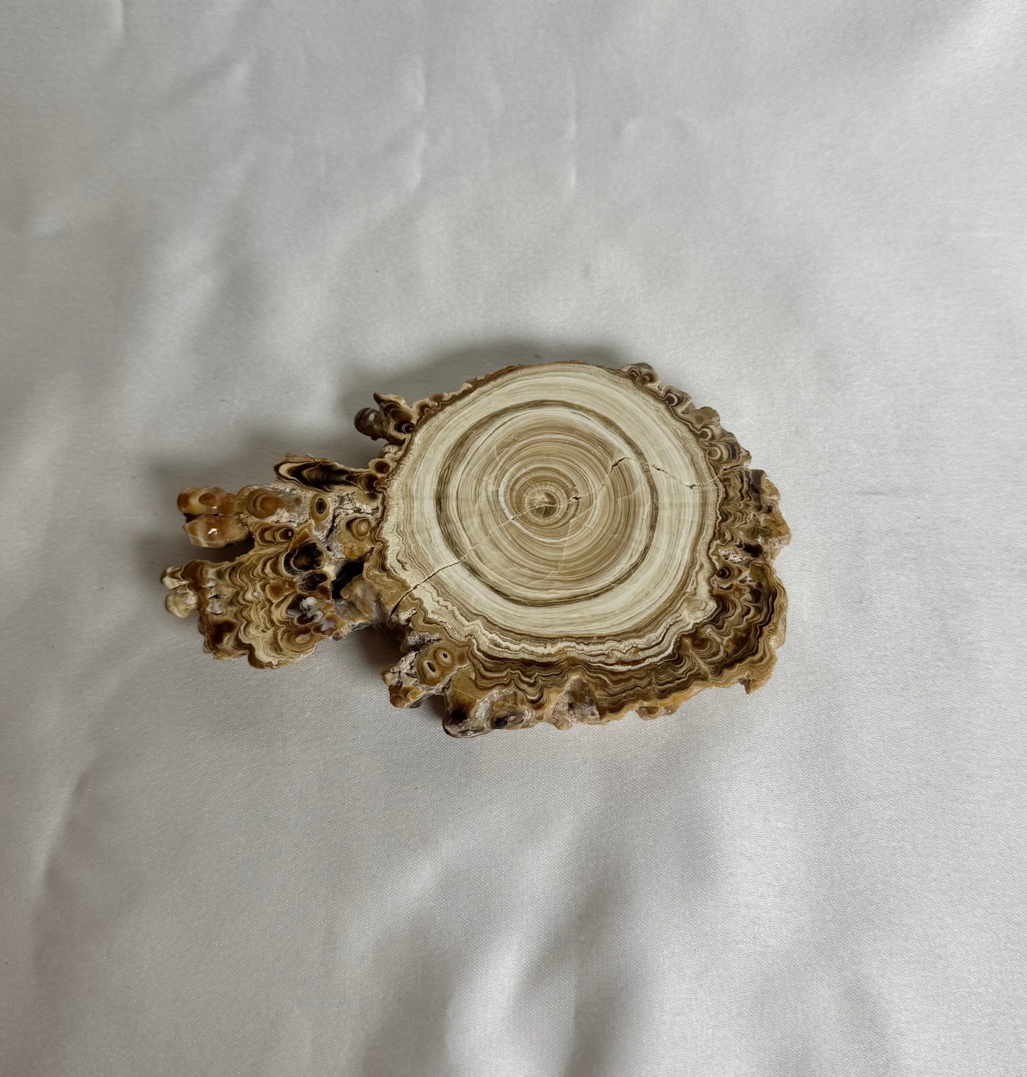 Cave Calciet Nr. 478