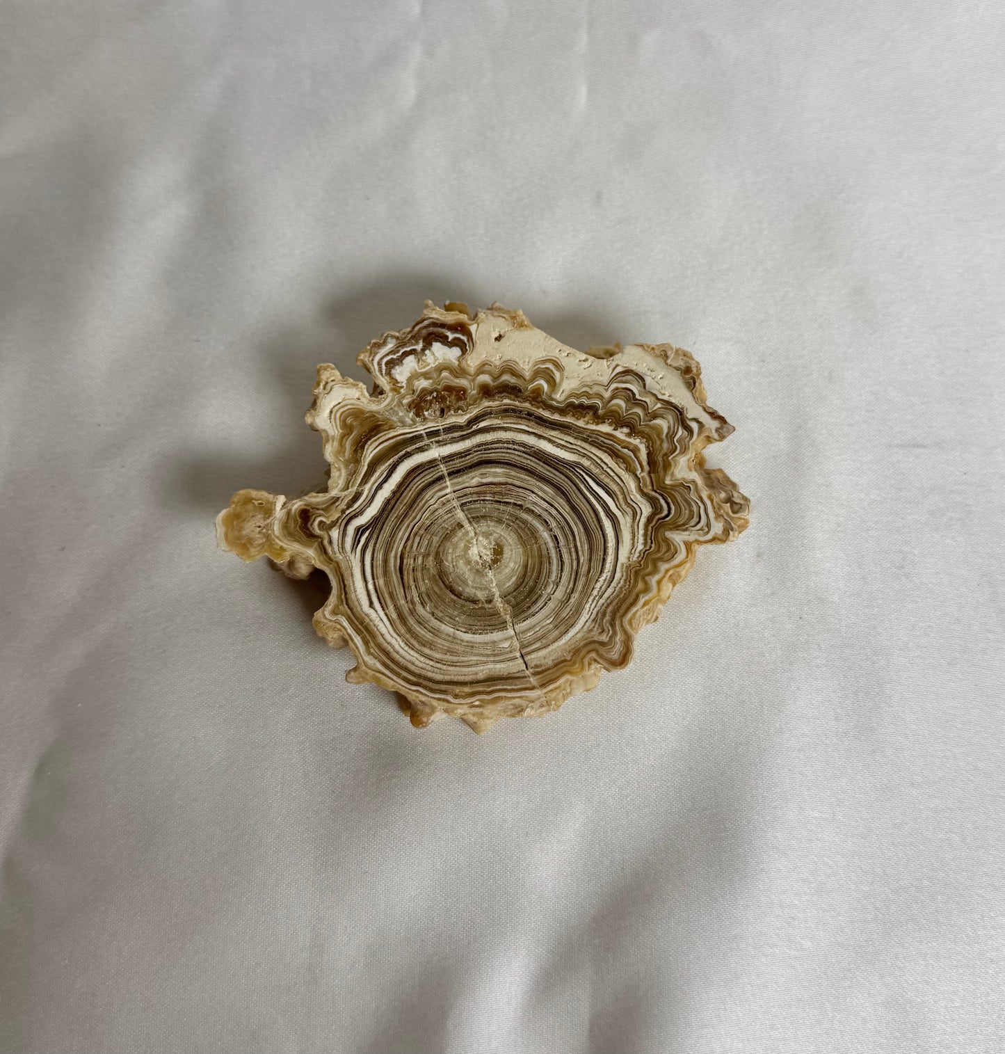 Cave Calciet Nr. 480