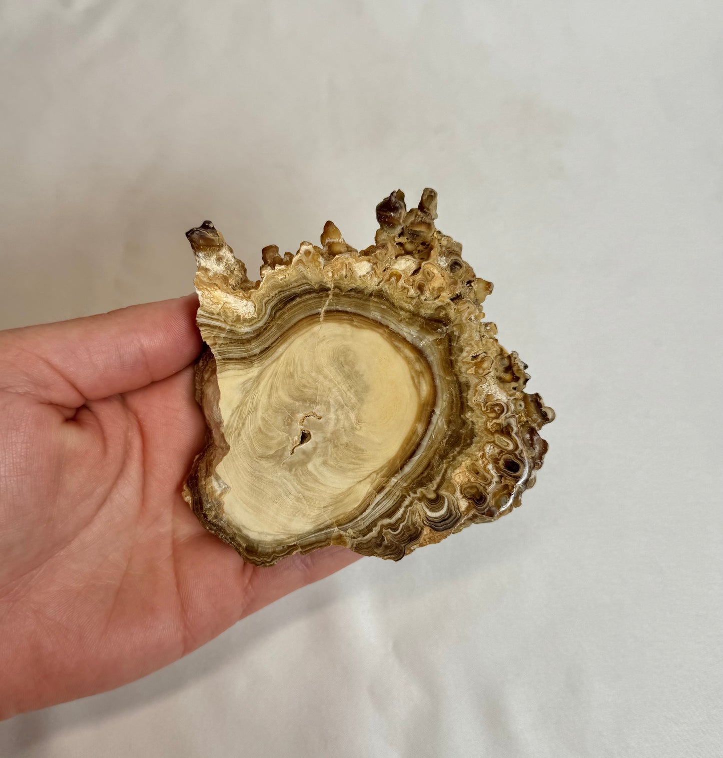 Cave Calciet Nr. 504