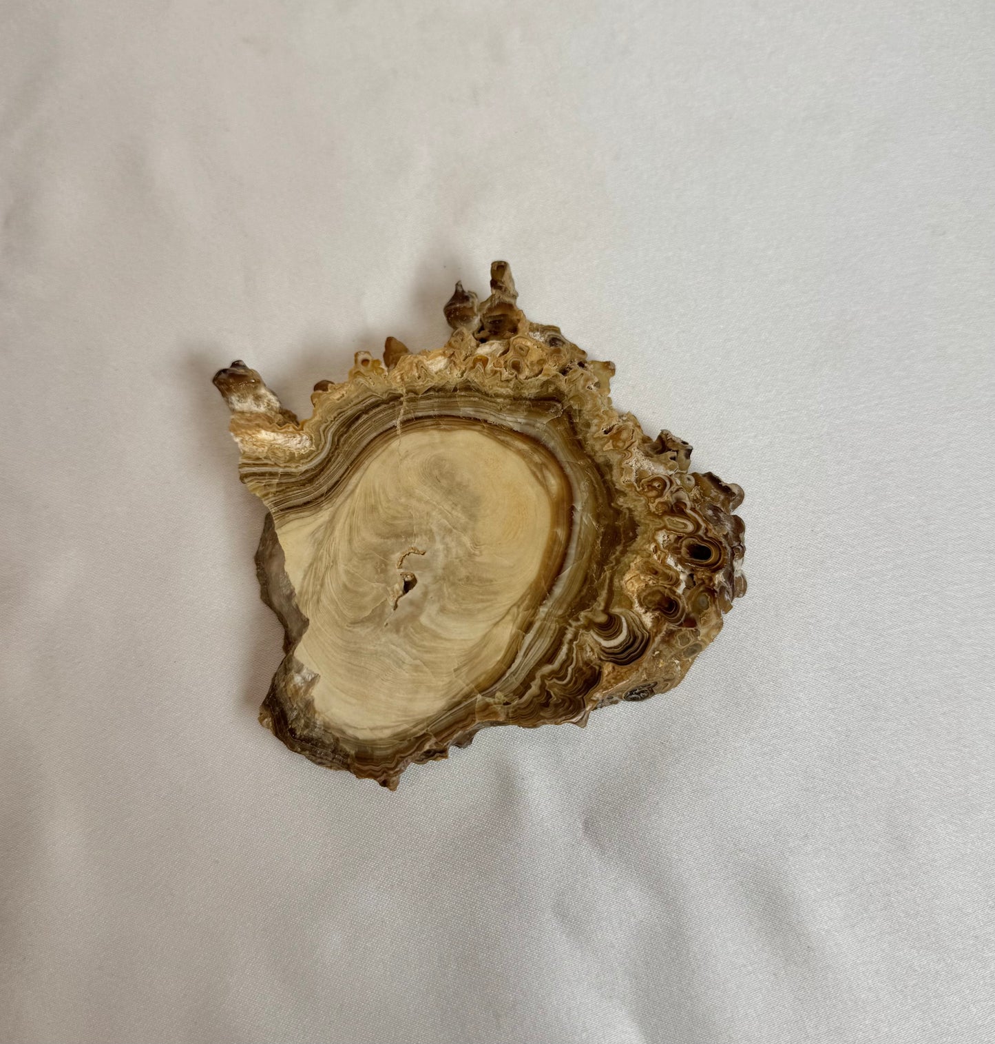 Cave Calciet Nr. 504