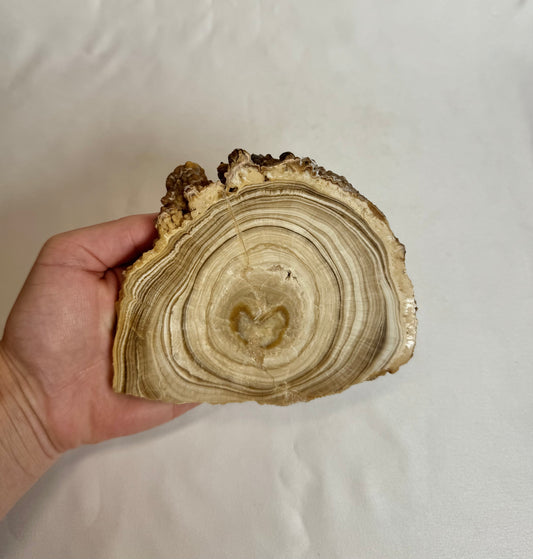 Cave Calciet Nr. 505