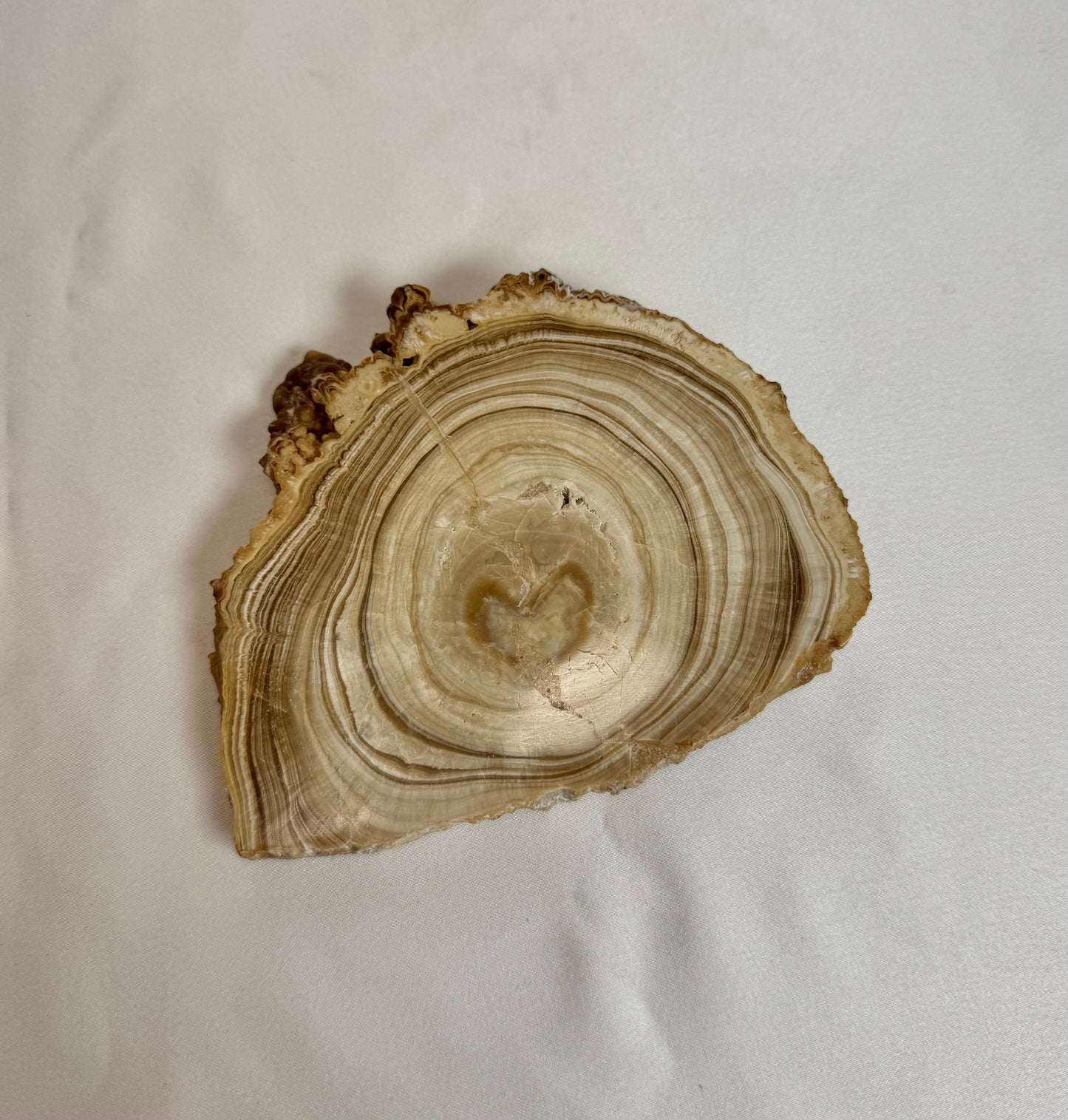 Cave Calciet Nr. 505