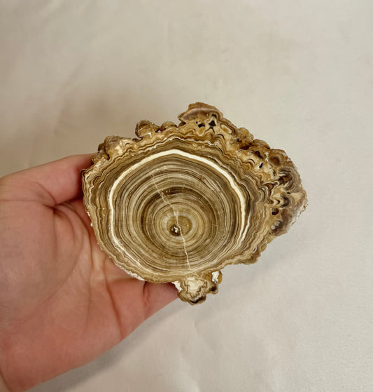 Cave Calciet Nr. 508