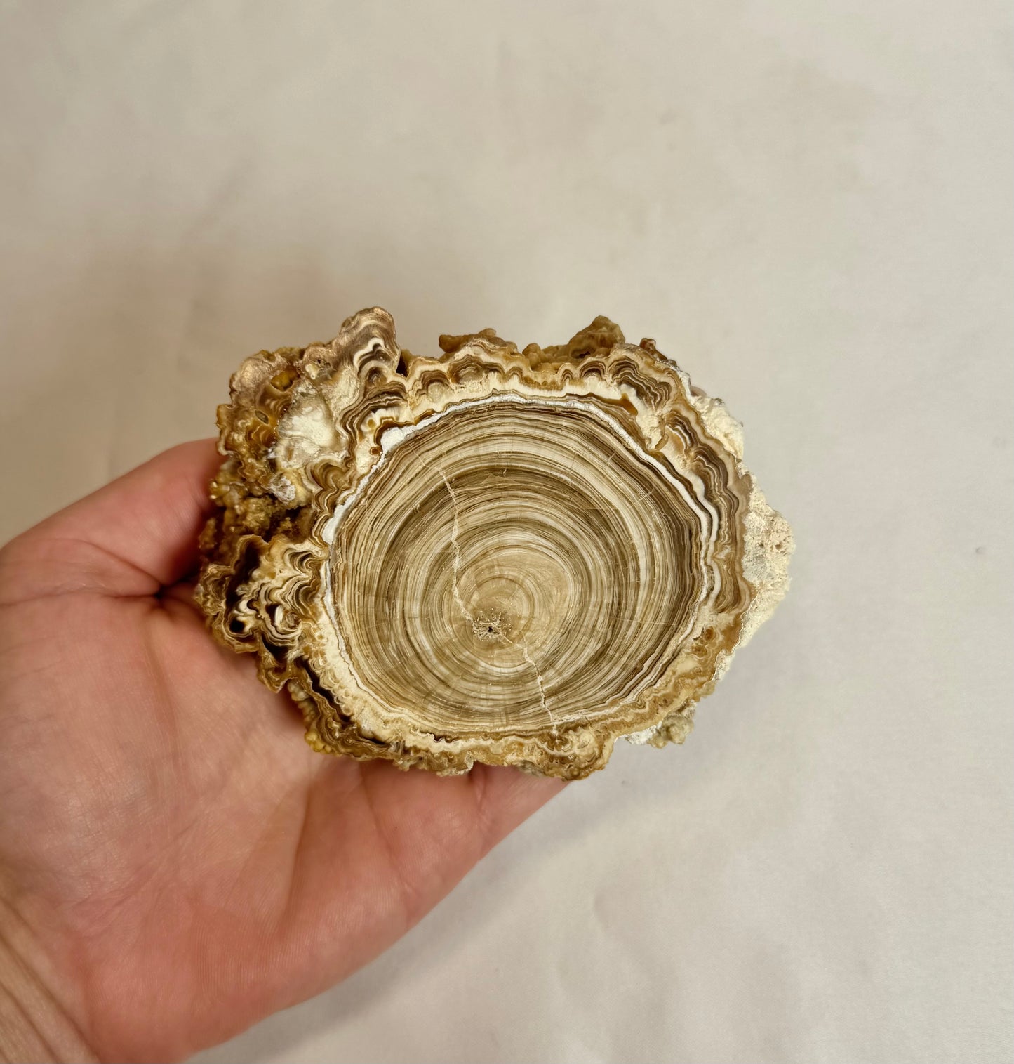 Cave Calciet Nr. 509
