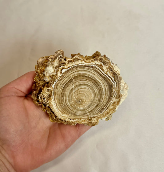 Cave Calciet Nr. 509