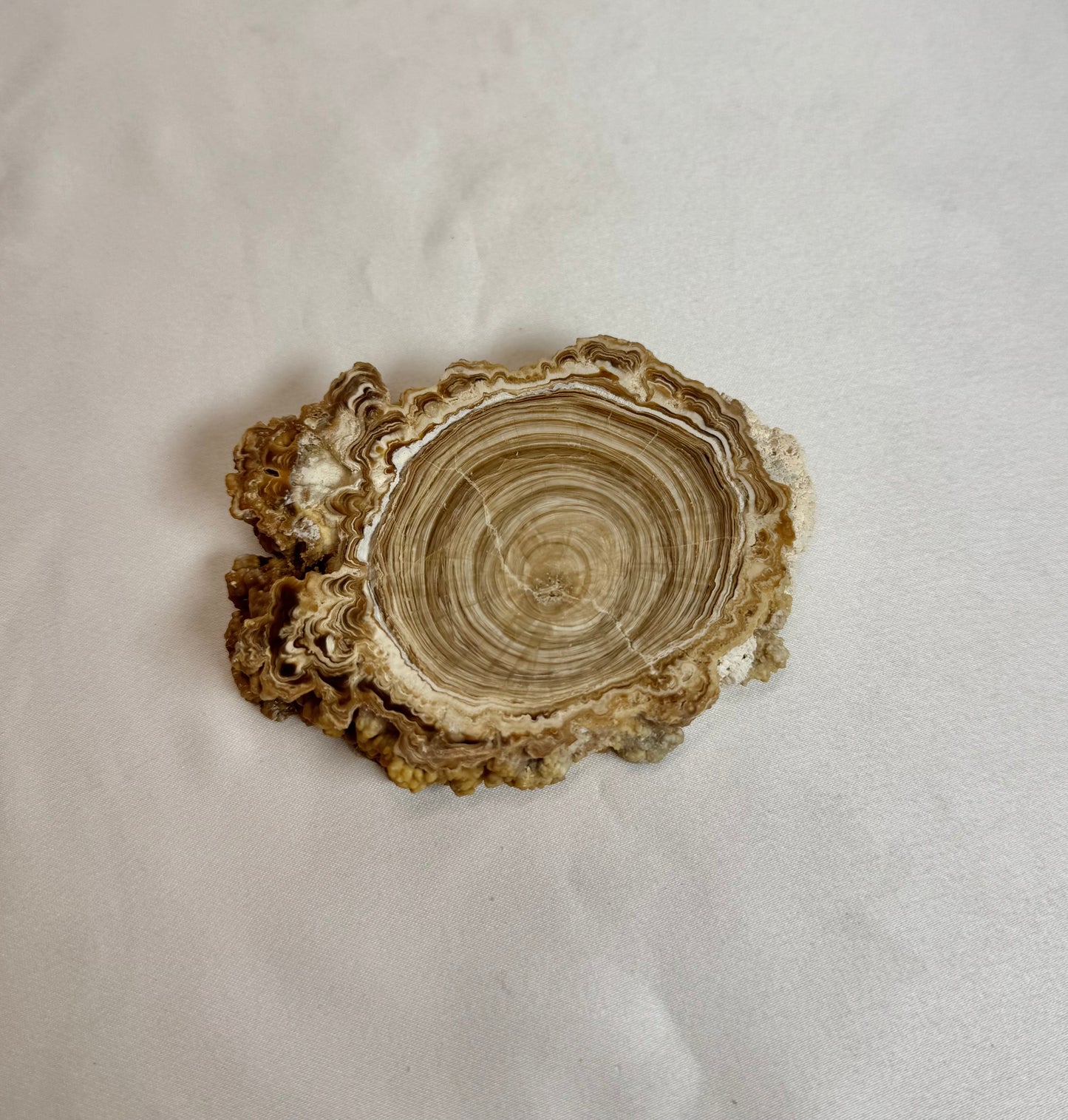 Cave Calciet Nr. 509