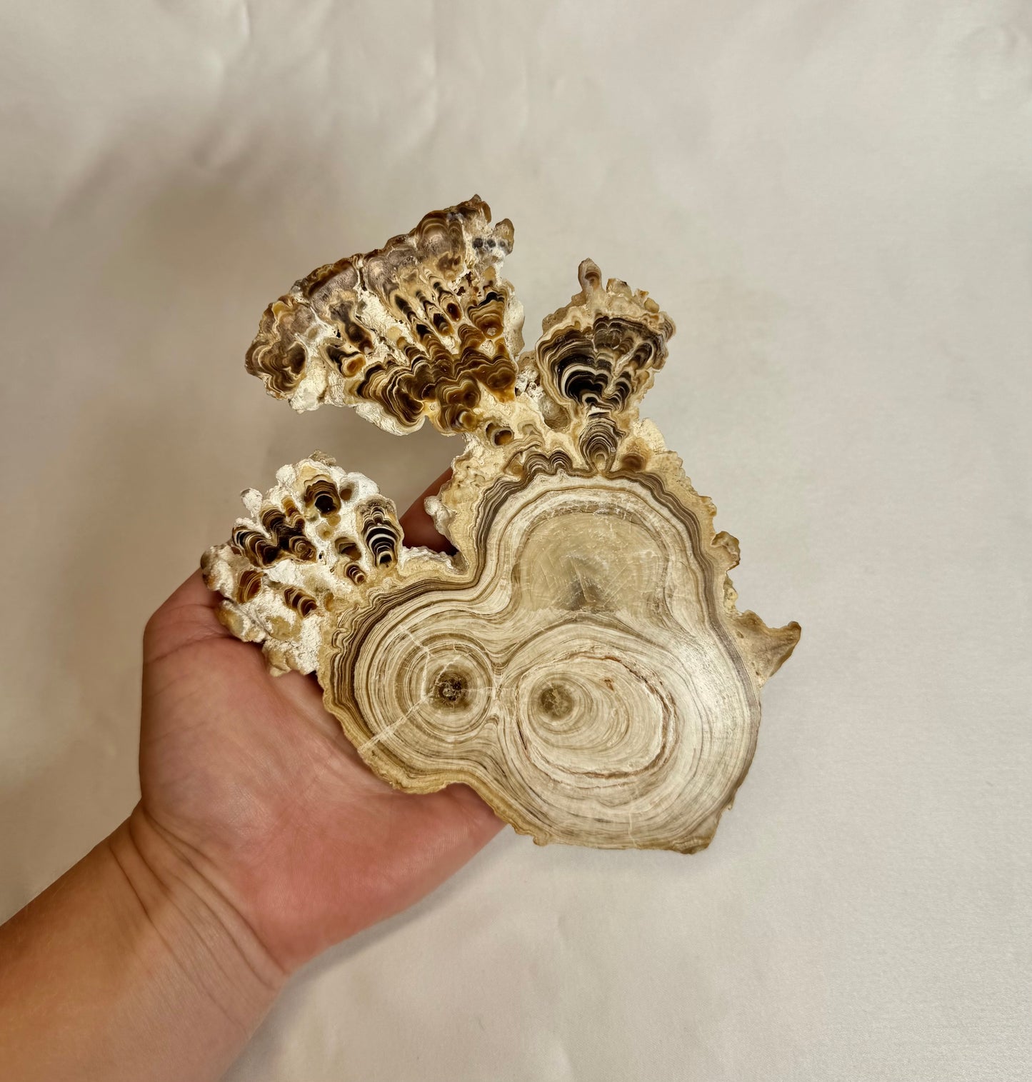 Cave Calciet Nr. 510
