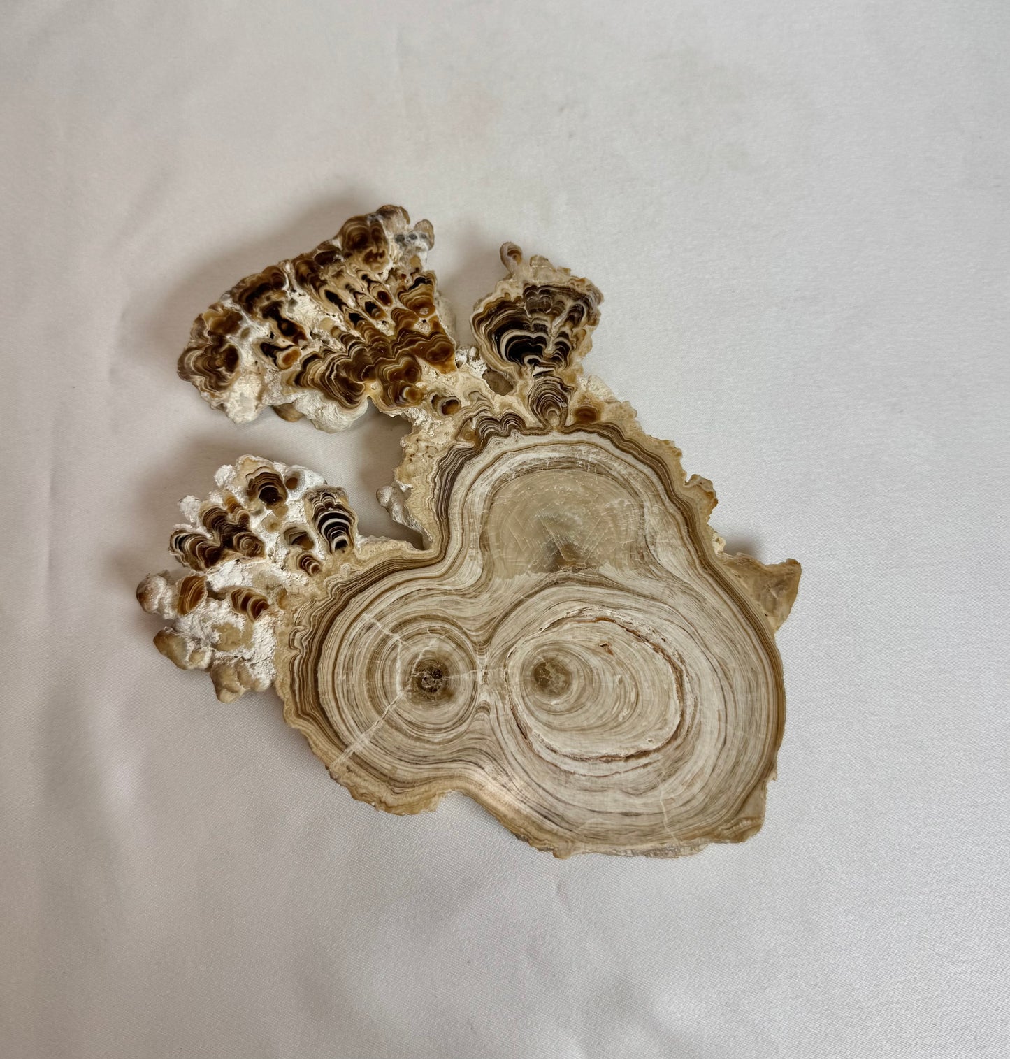 Cave Calciet Nr. 510