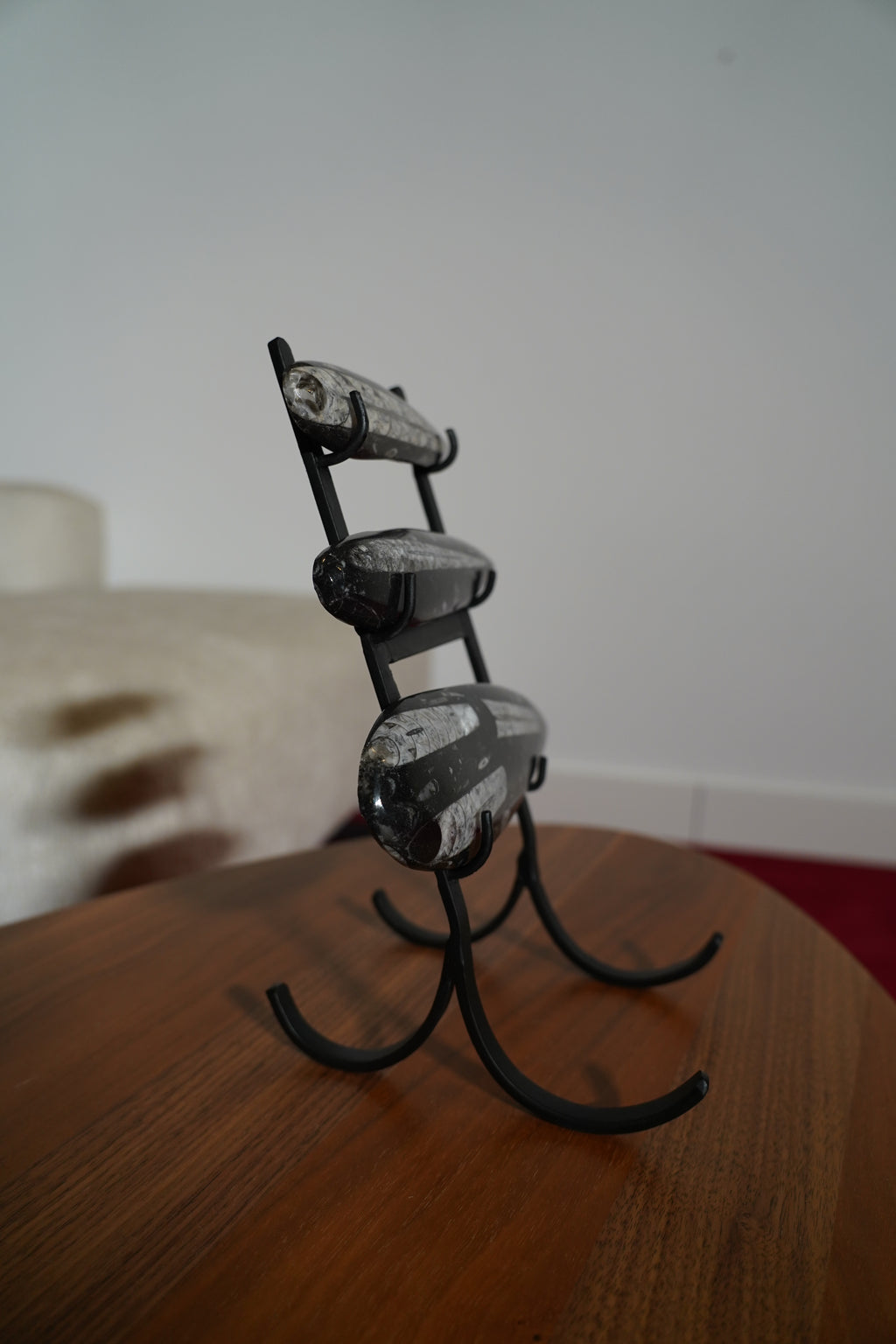 Orthoceras Op Standaard