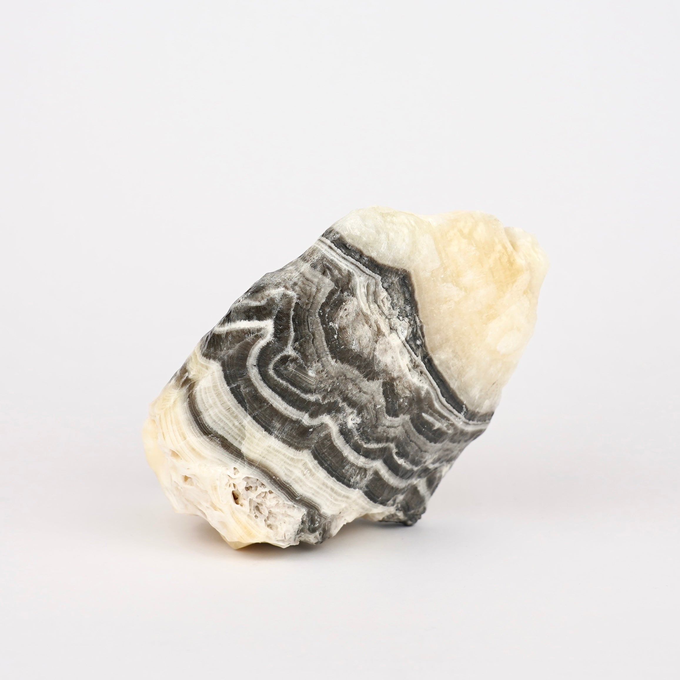 Zebra Calciet Ruw Nr. 351