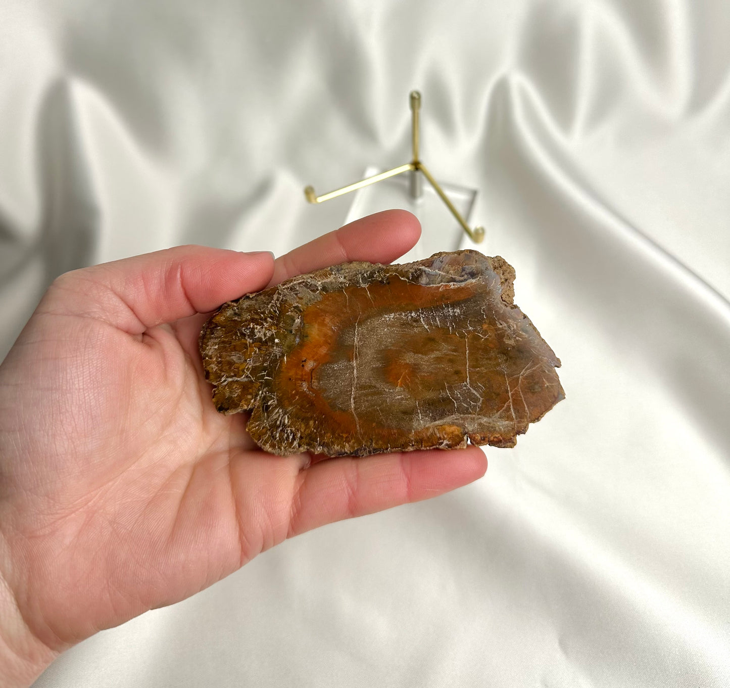 Versteend Hout Nr. 59