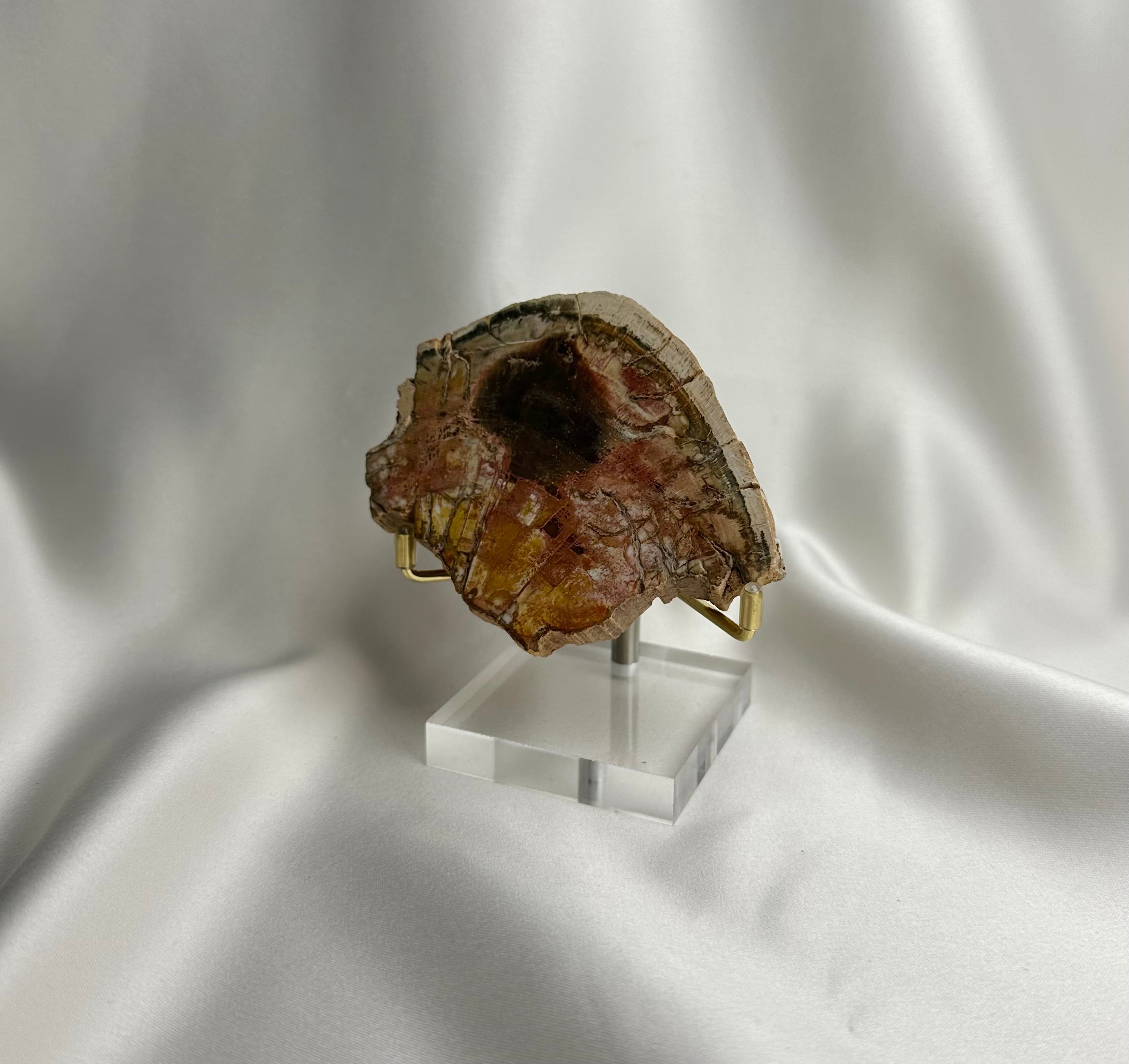 Versteend Hout Nr. 62