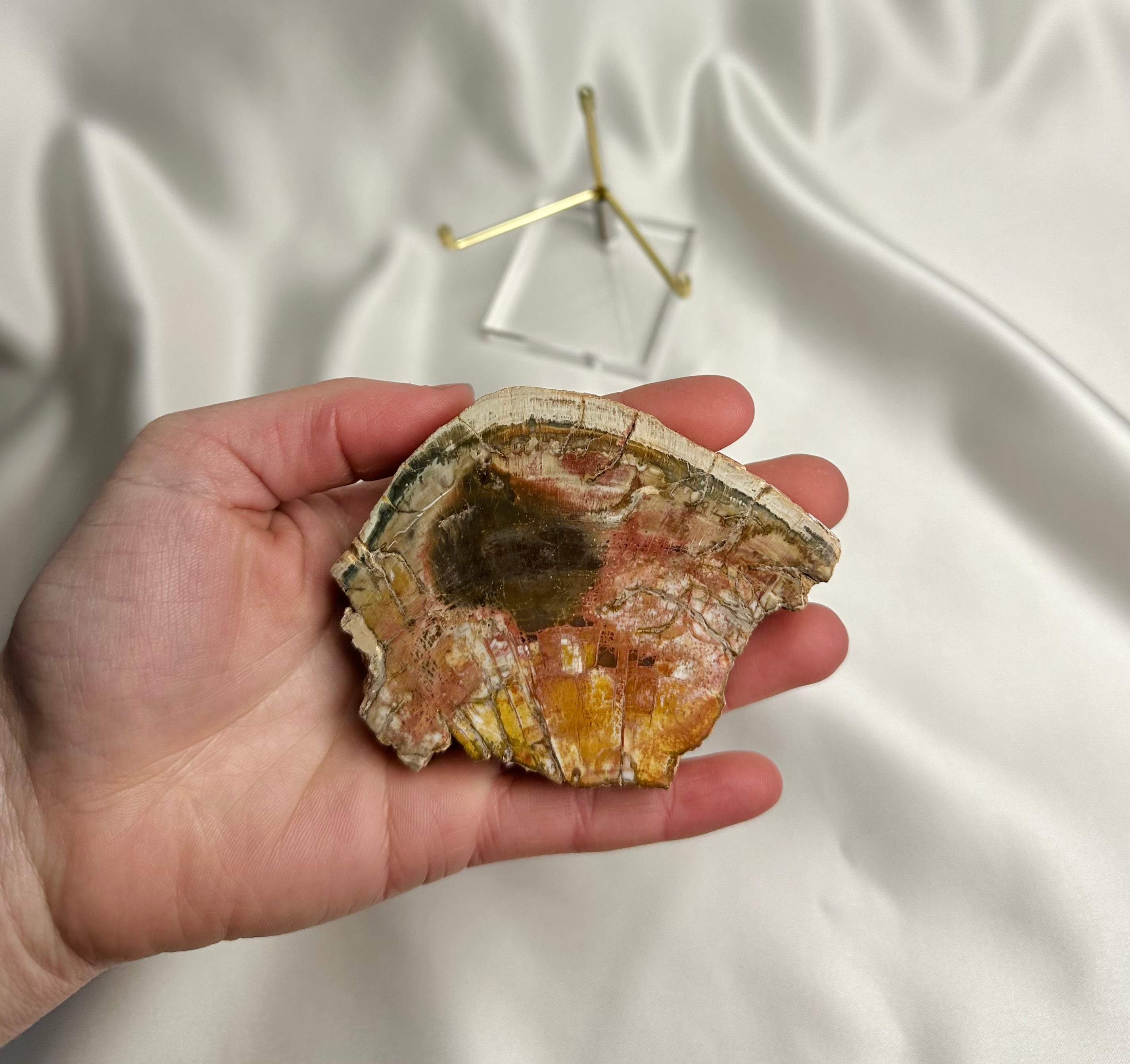 Versteend Hout Nr. 62