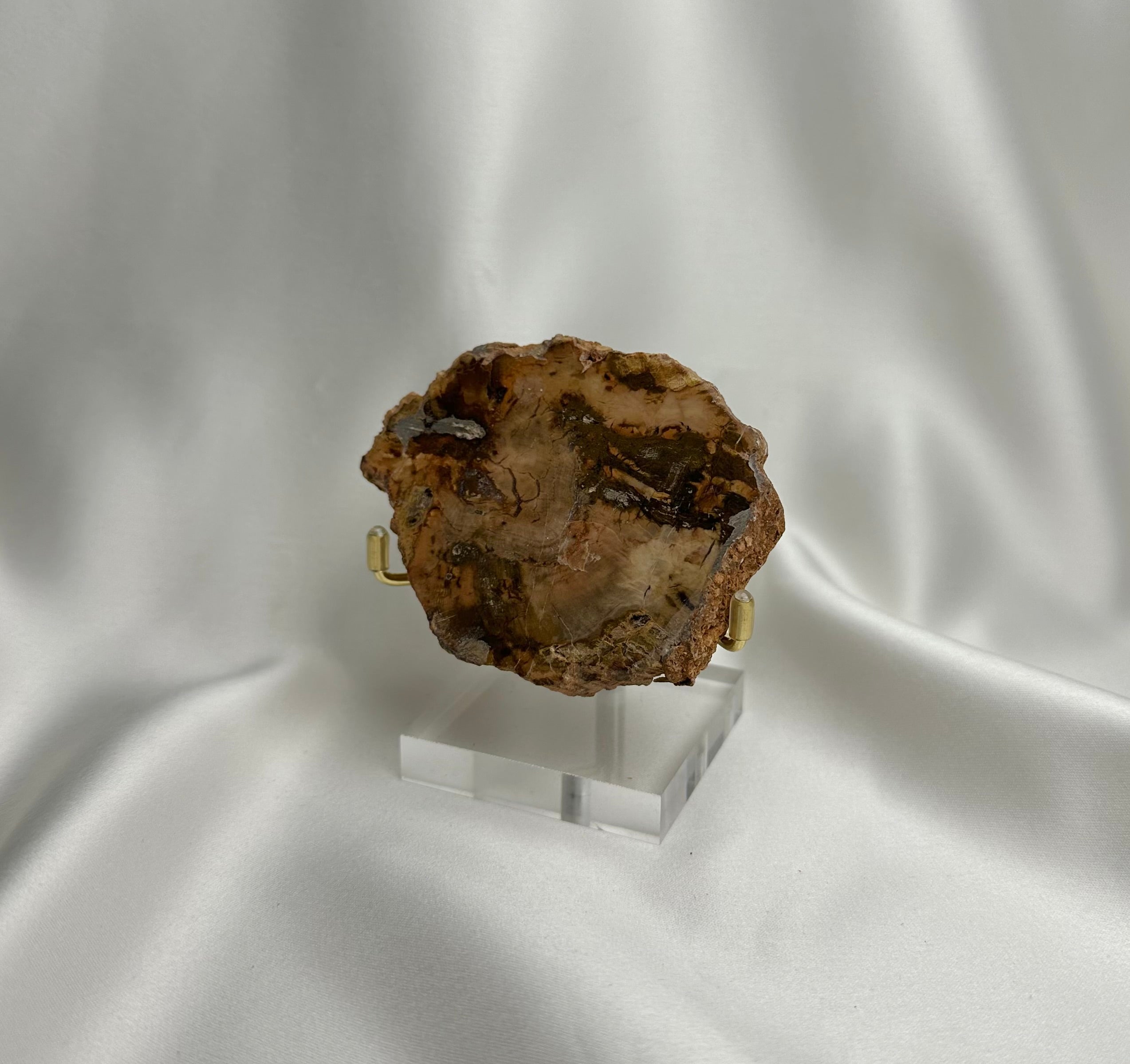 Versteend Hout Nr. 64