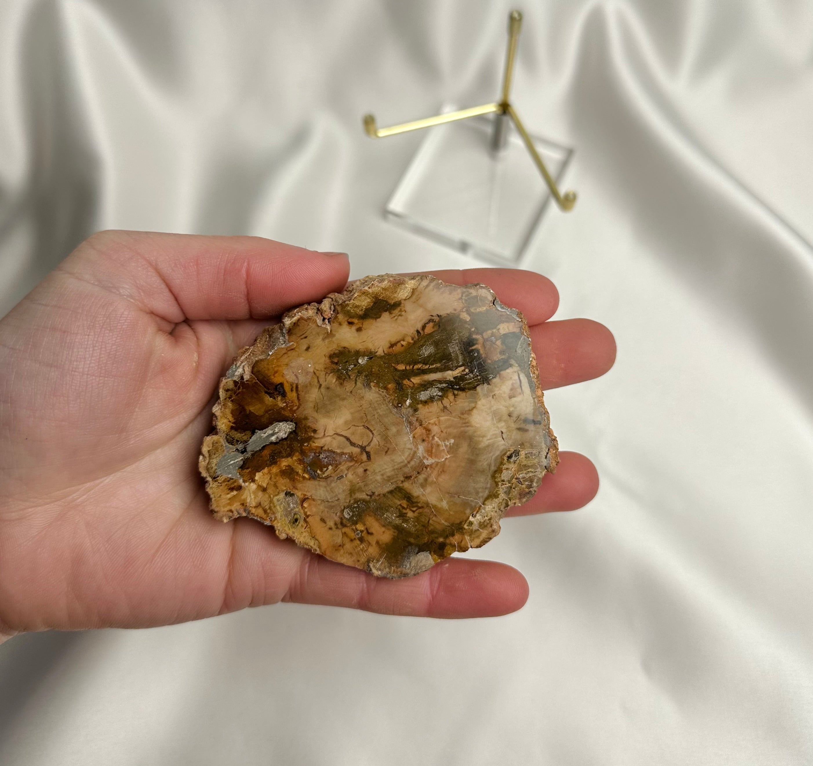 Versteend Hout Nr. 64