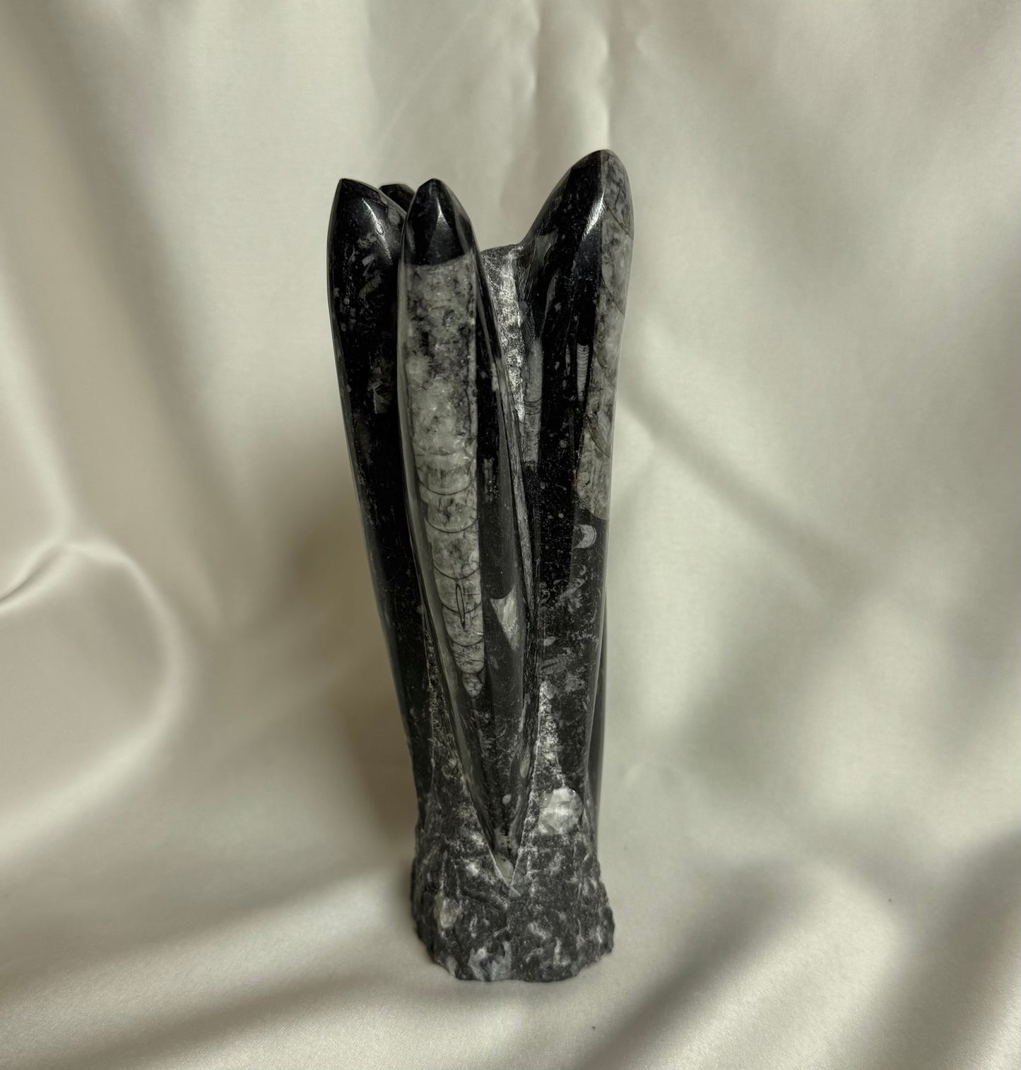 Orthoceras Fossiel Nr. 383