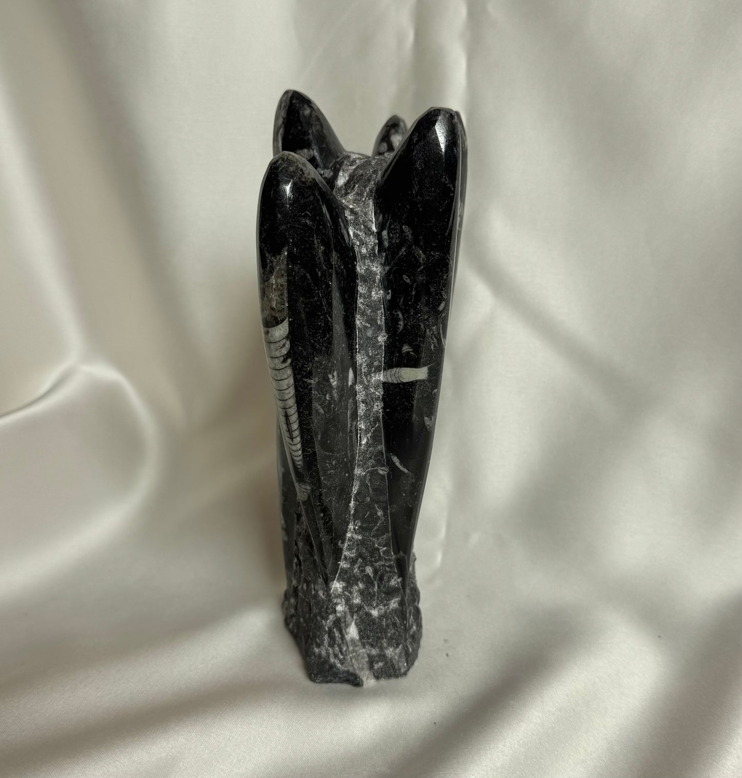 Orthoceras Fossiel Nr. 383