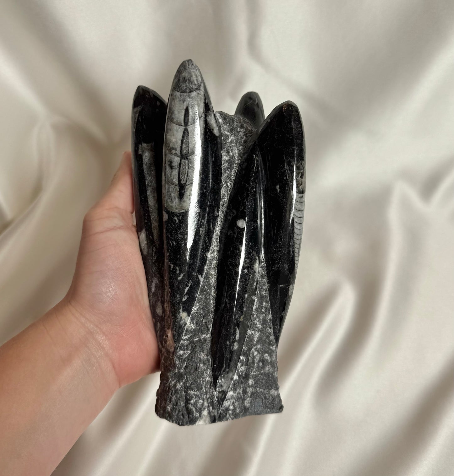 Orthoceras Fossiel Nr. 383