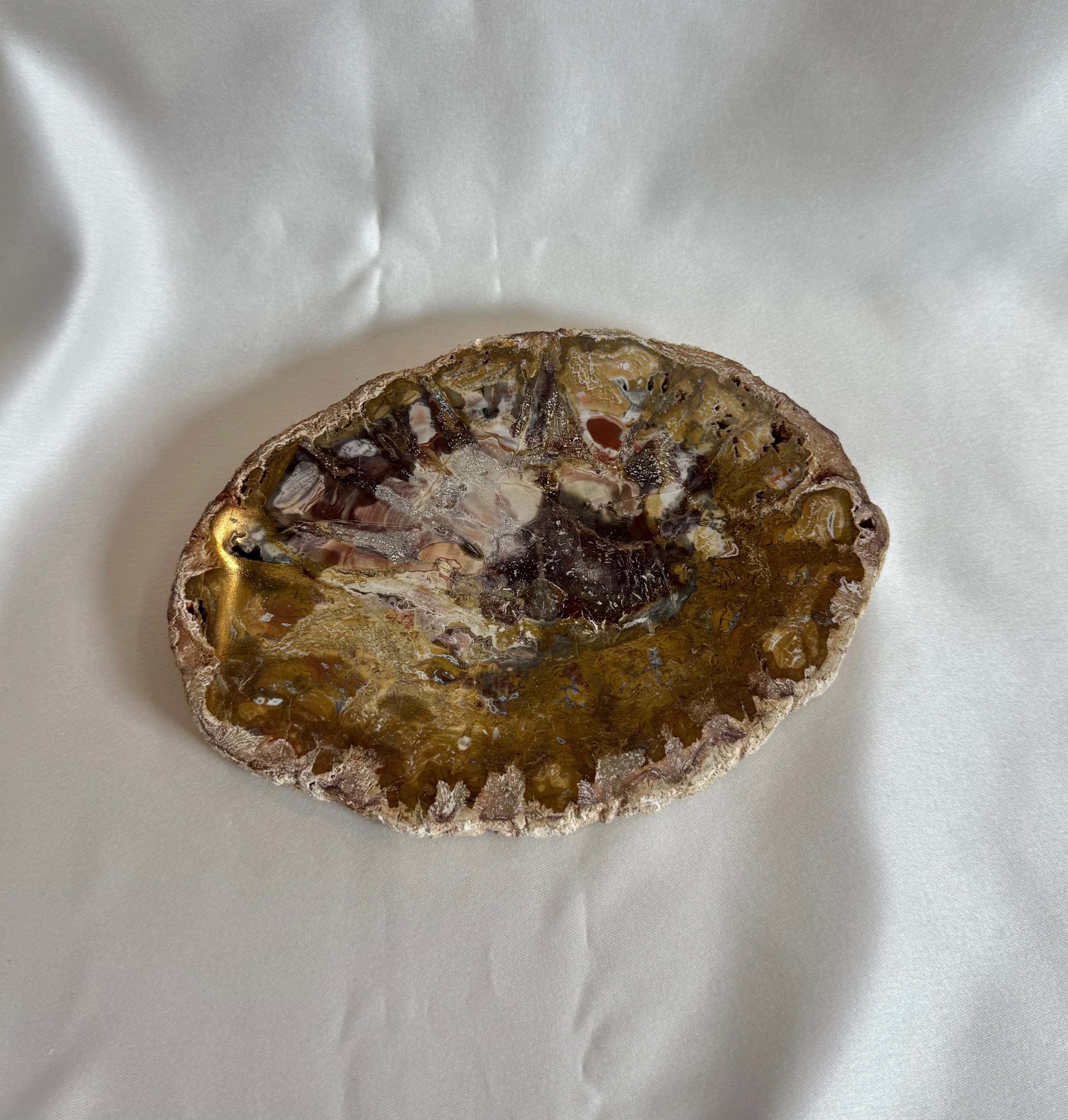 Versteend Hout Schijf Nr. 401