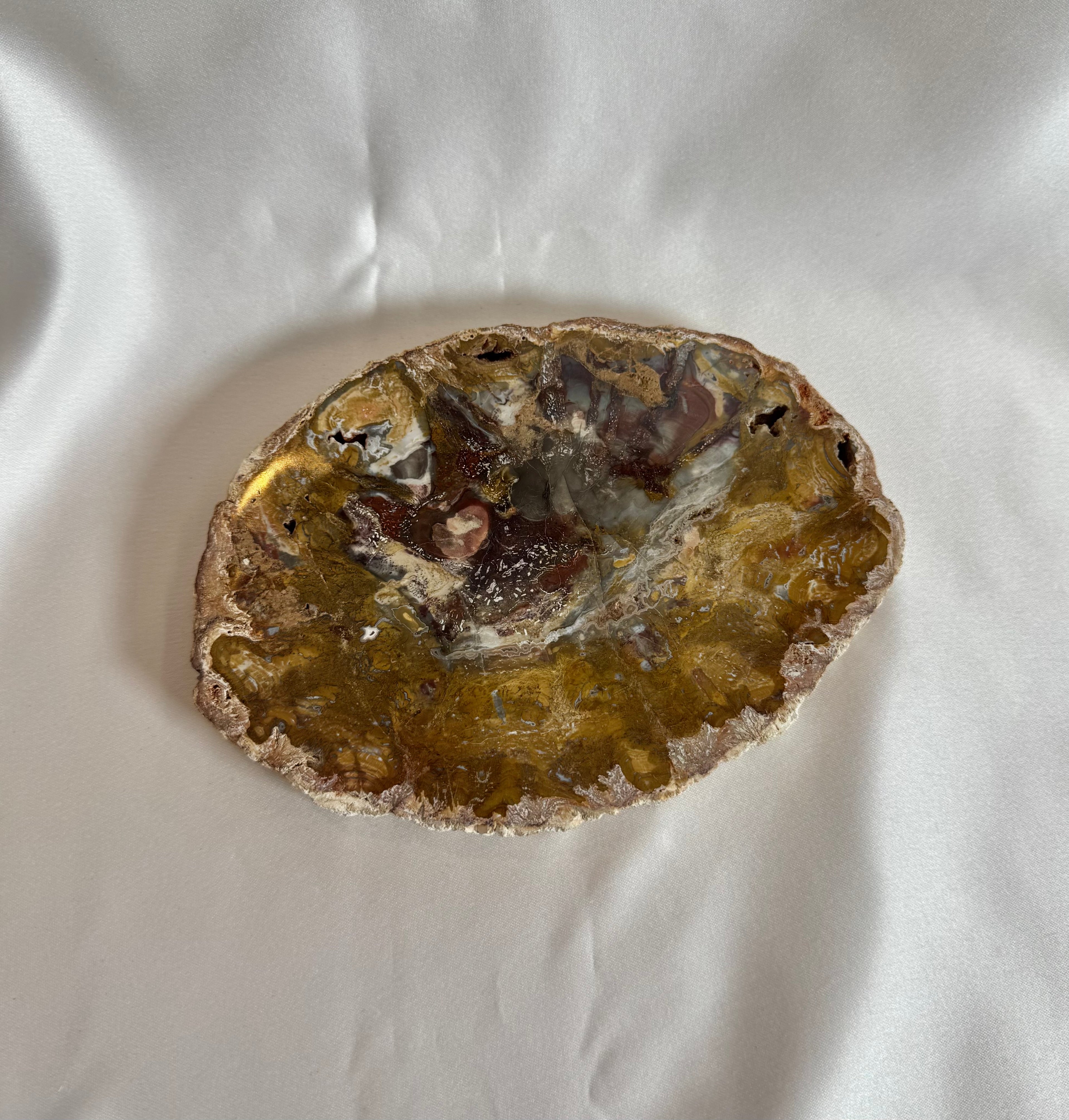 Versteend Hout Schijf Nr. 401