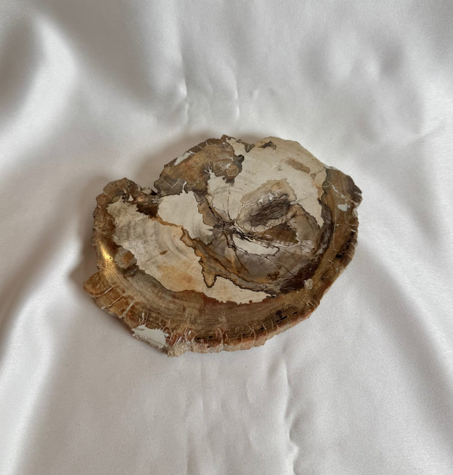 Versteend Hout Nr. 417