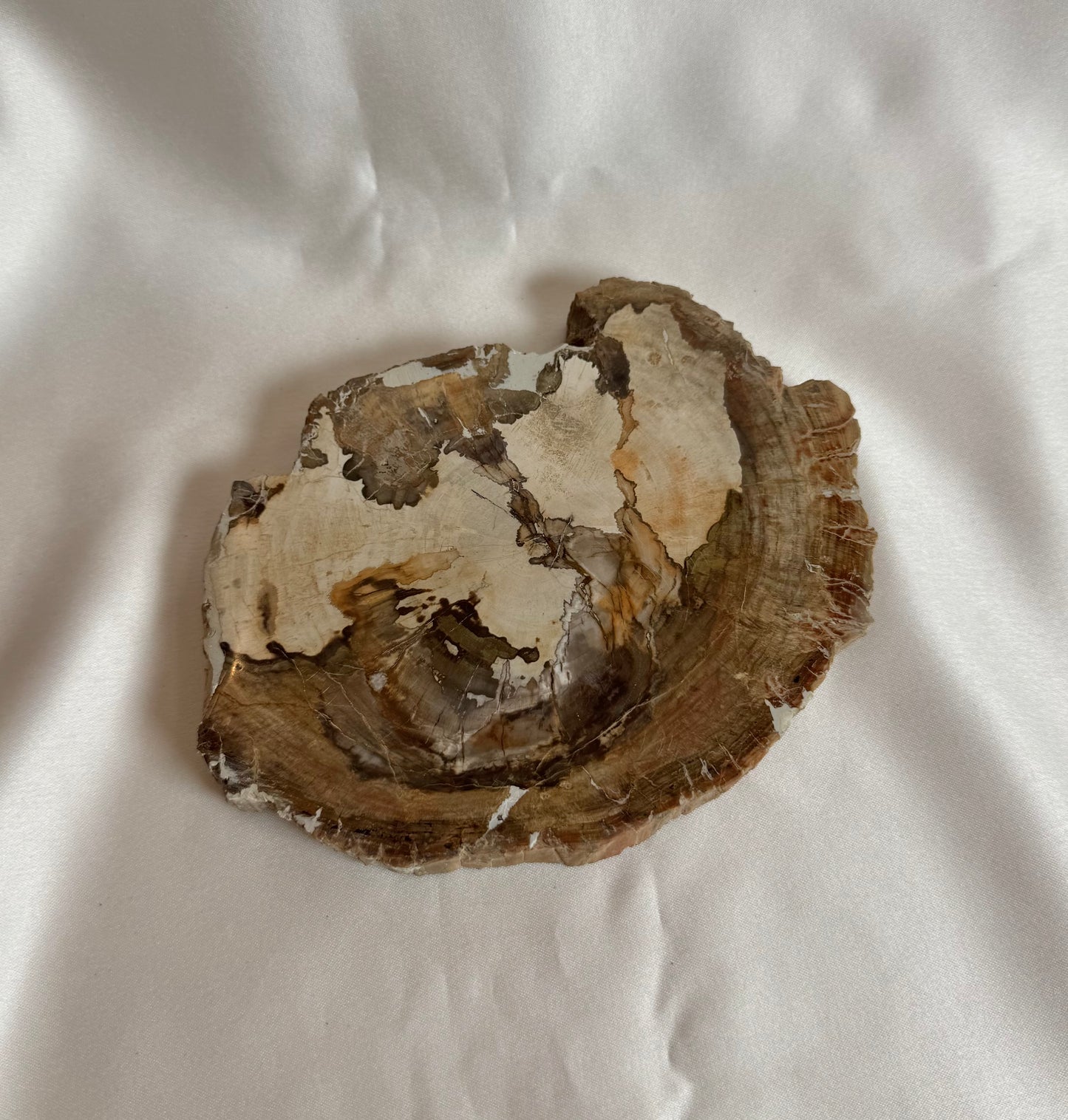 Versteend Hout Nr. 417
