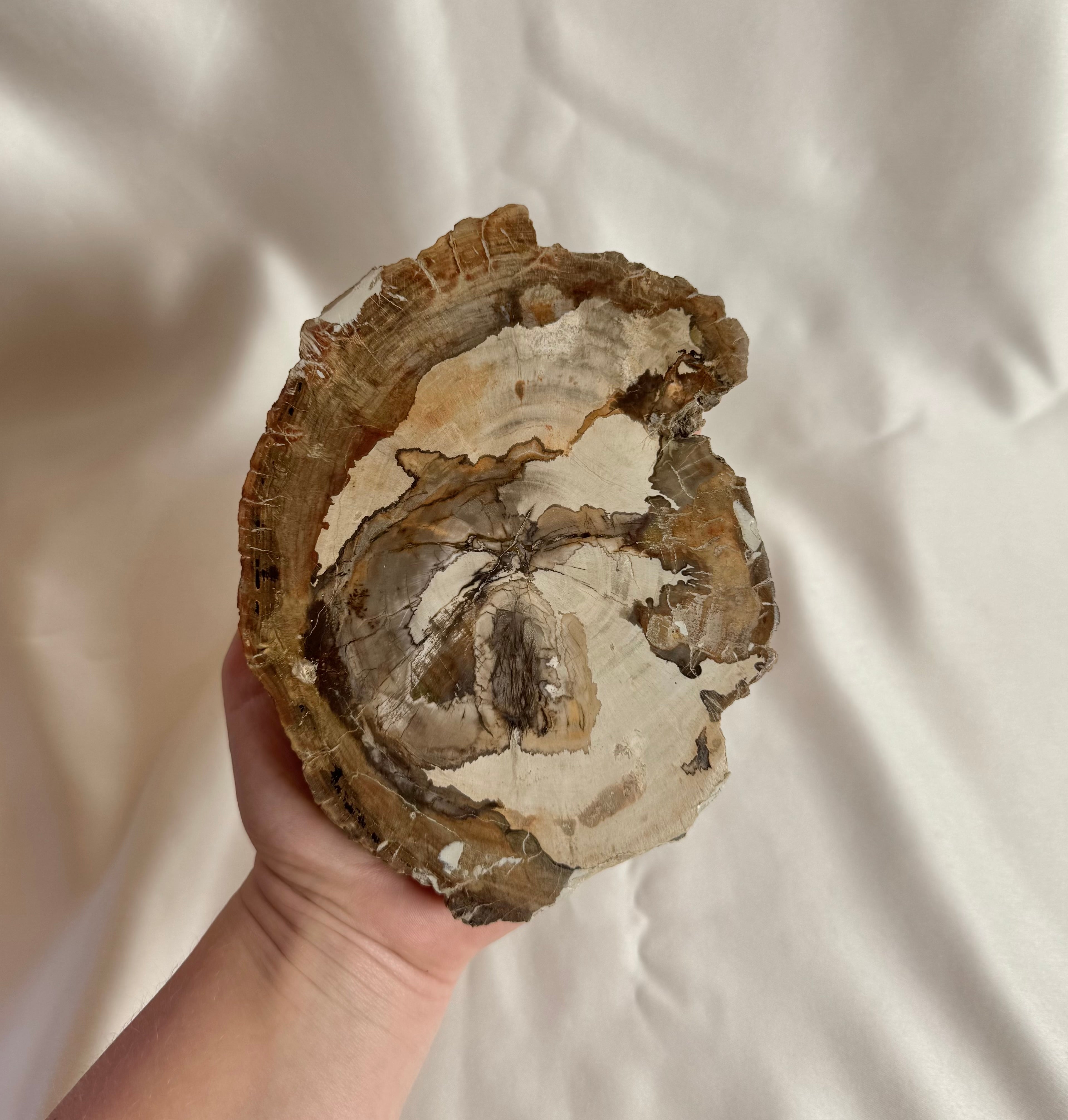 Versteend Hout Nr. 417