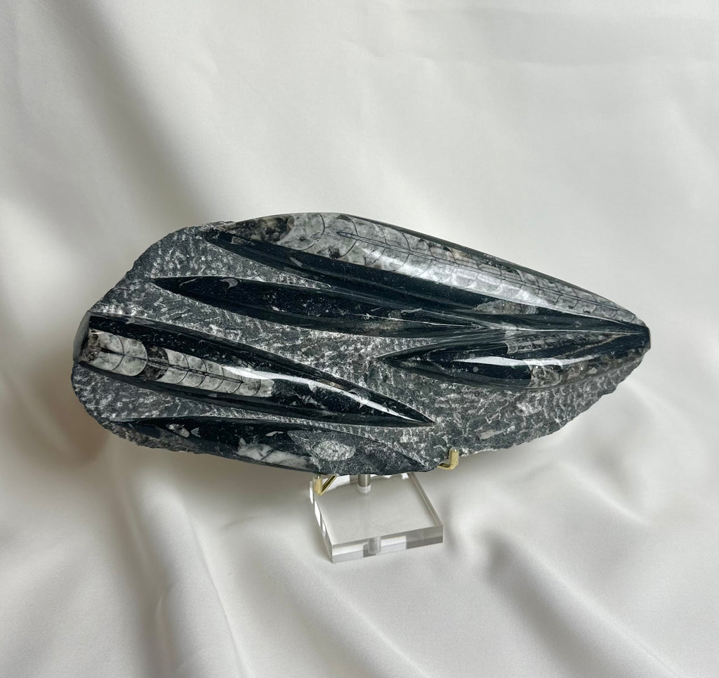 Orthoceras Fossiel Plak Nr. 215