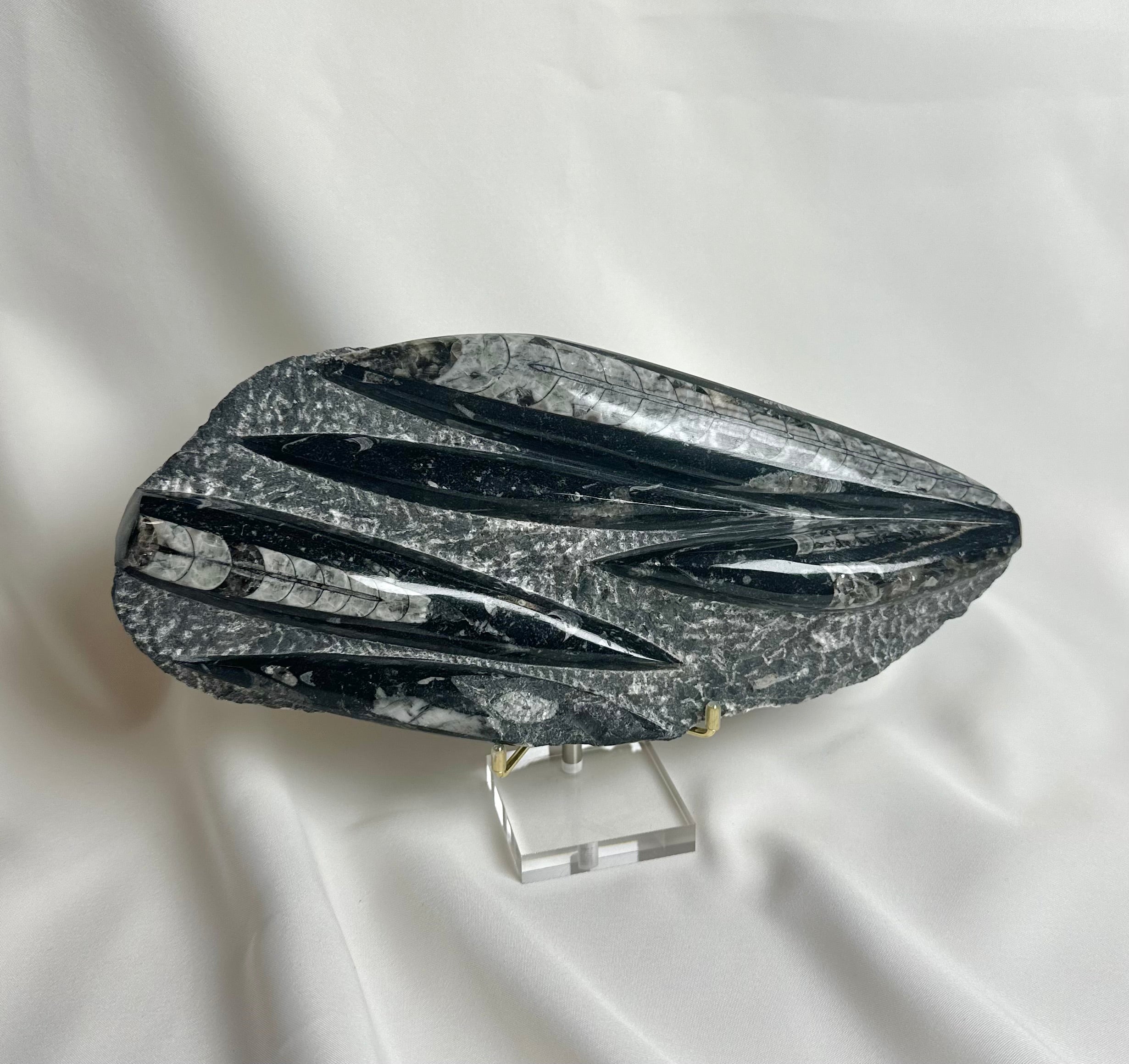 Orthoceras Fossiel Plak Nr. 215