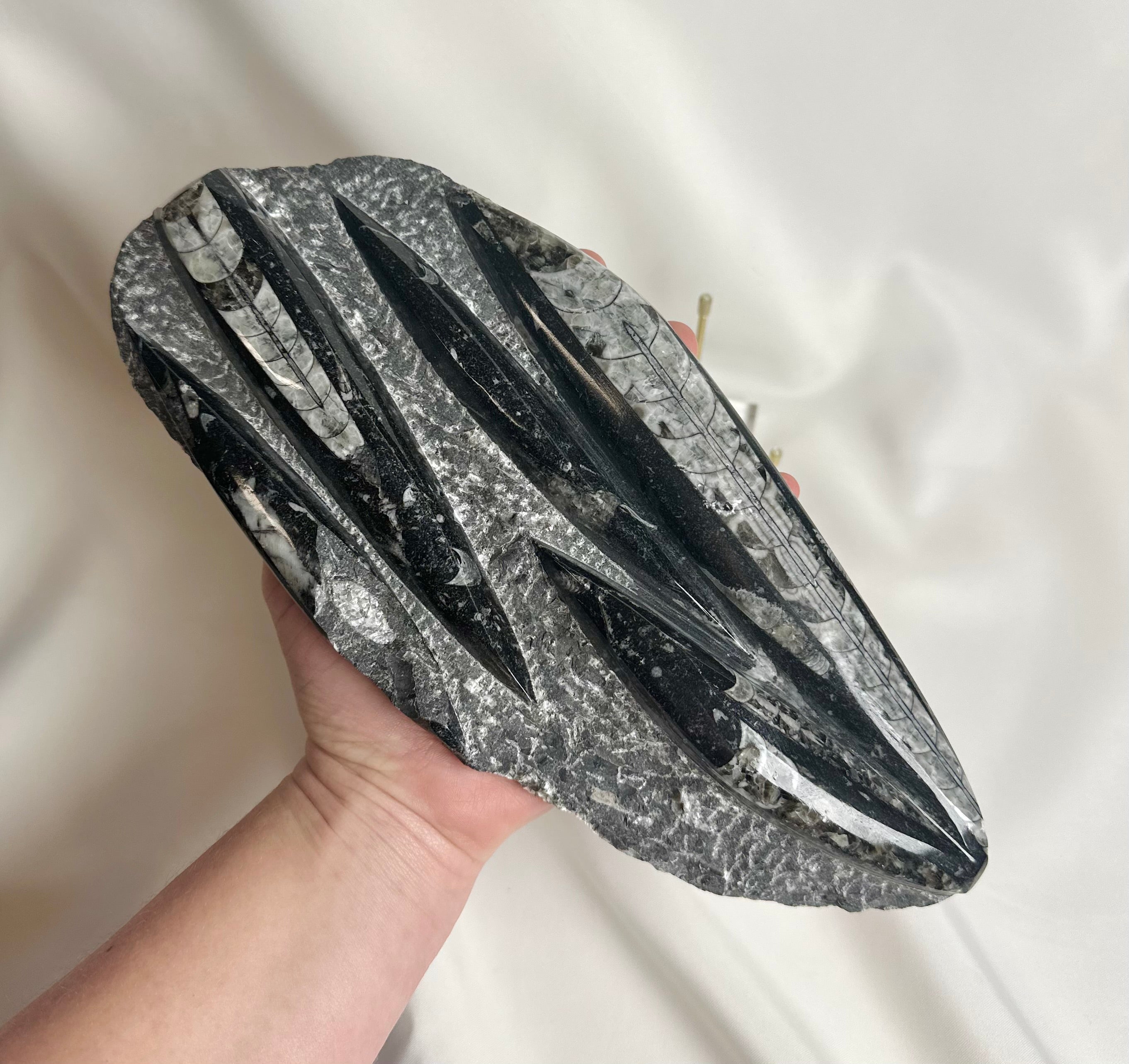 Orthoceras Fossiel Plak Nr. 215