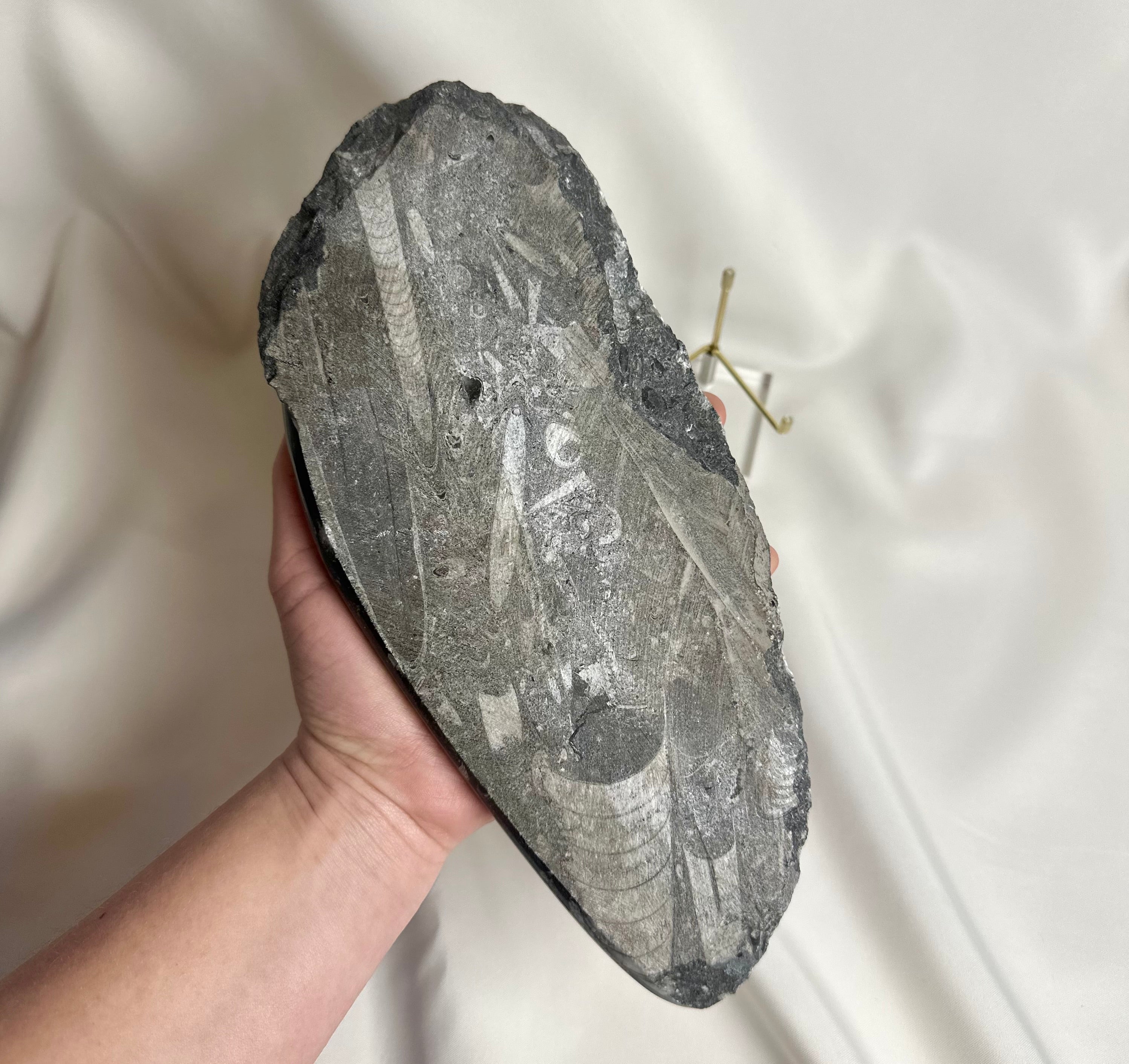 Orthoceras Fossiel Plak Nr. 215