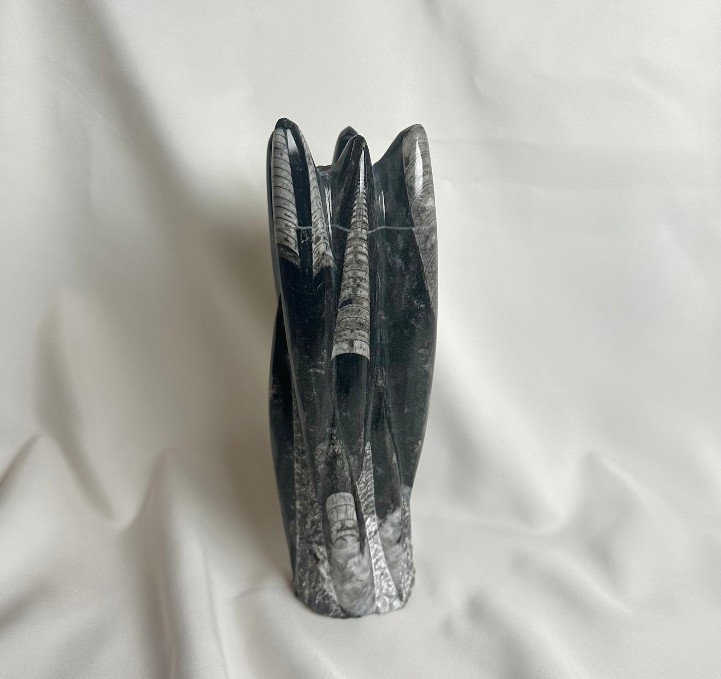 Orthoceras Fossiel Nr. 216
