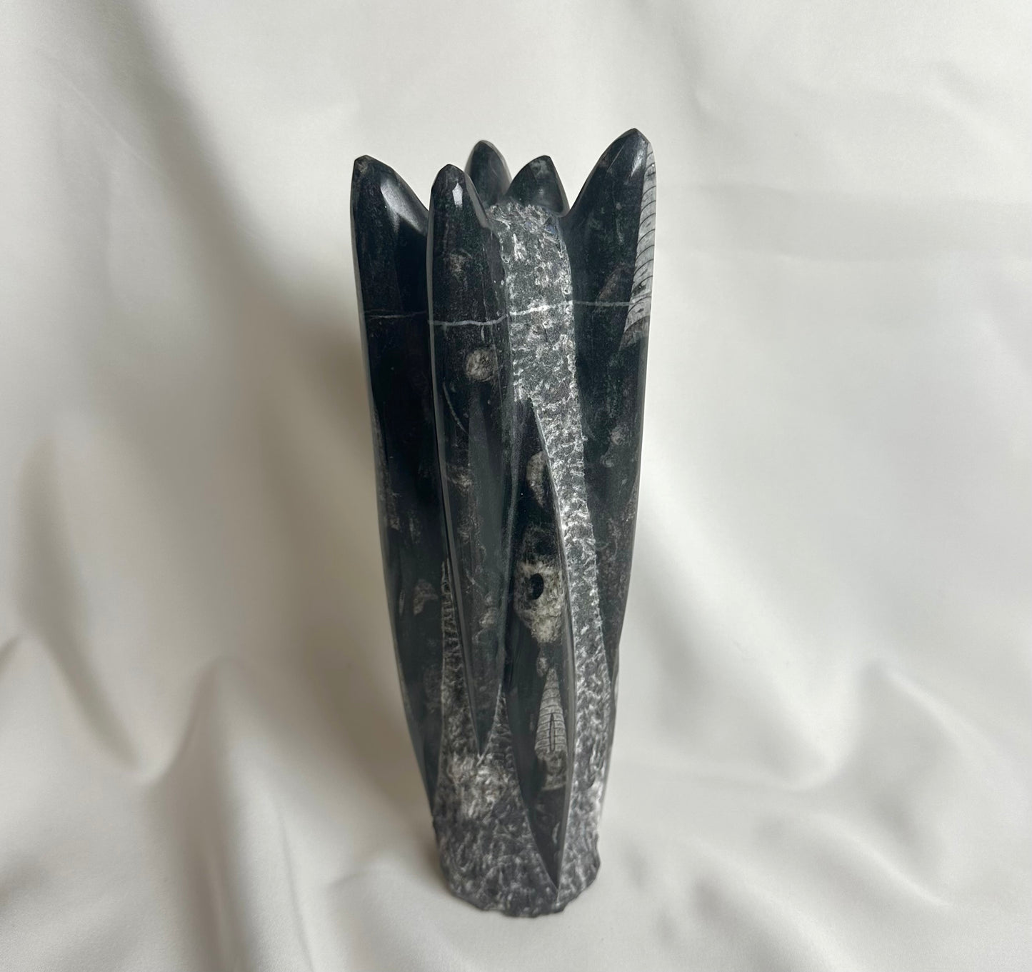 Orthoceras Fossiel Nr. 216