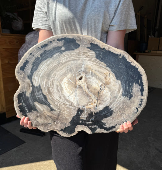 Versteend Hout 17 KG