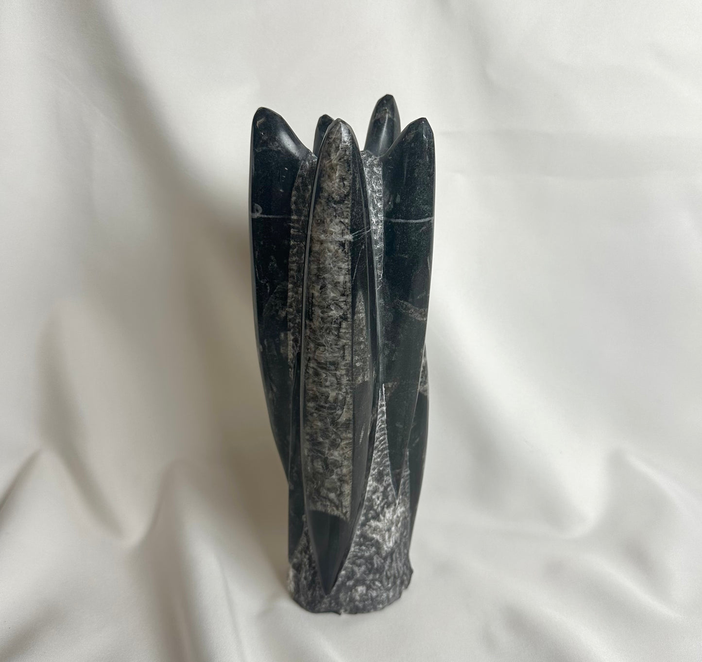 Orthoceras Fossiel Nr. 216