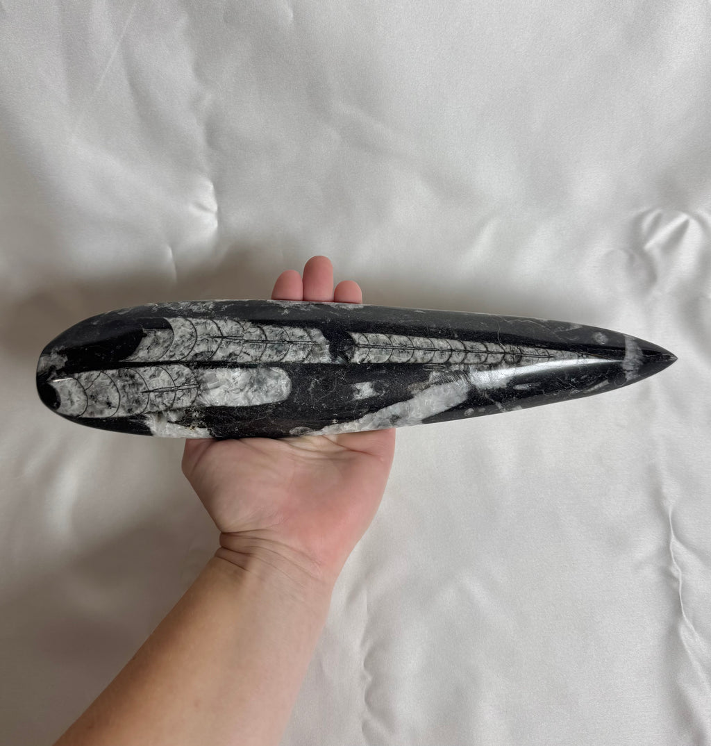 Orthoceras Fossiel Nr. 447